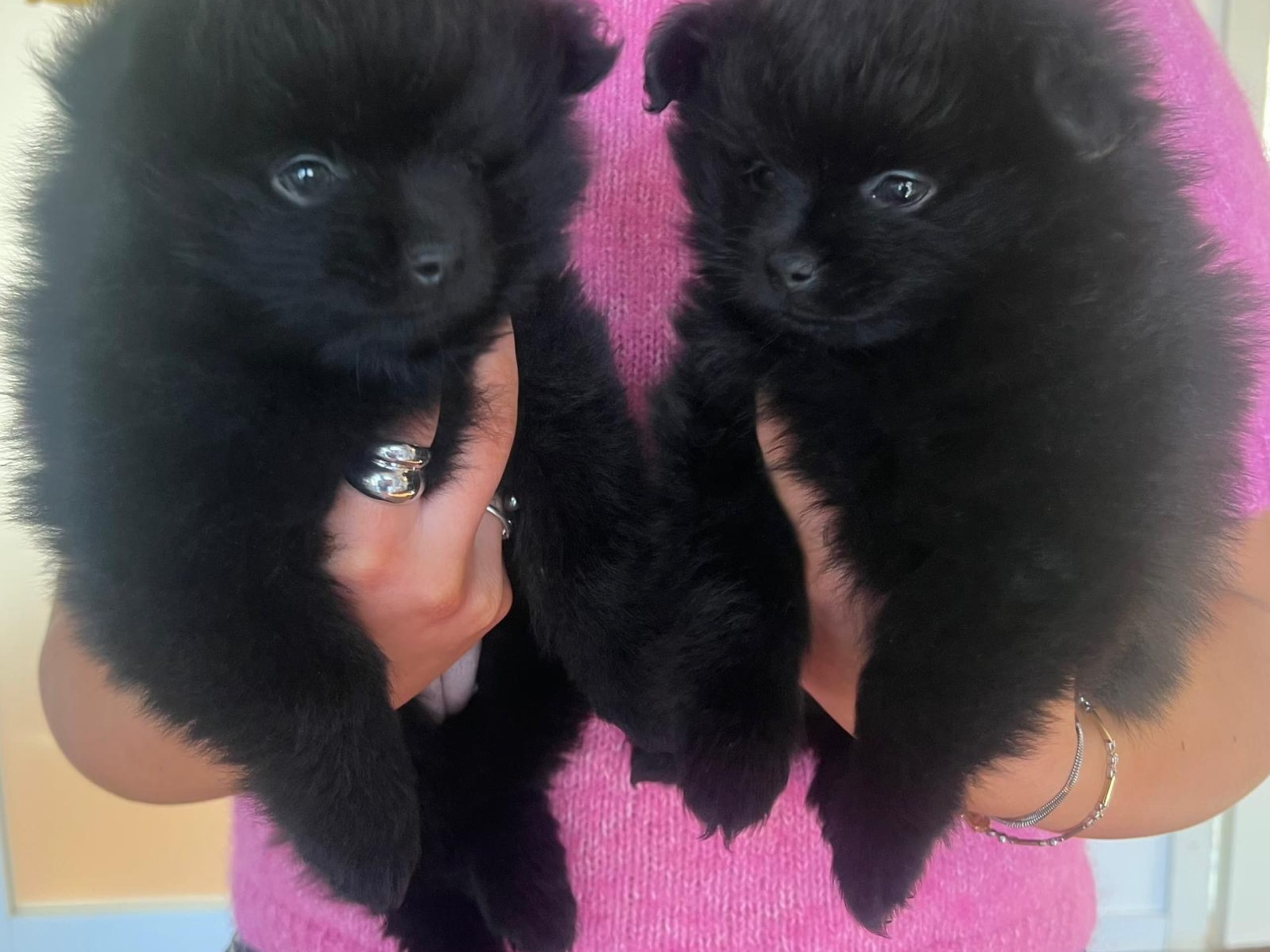 Pomeranian