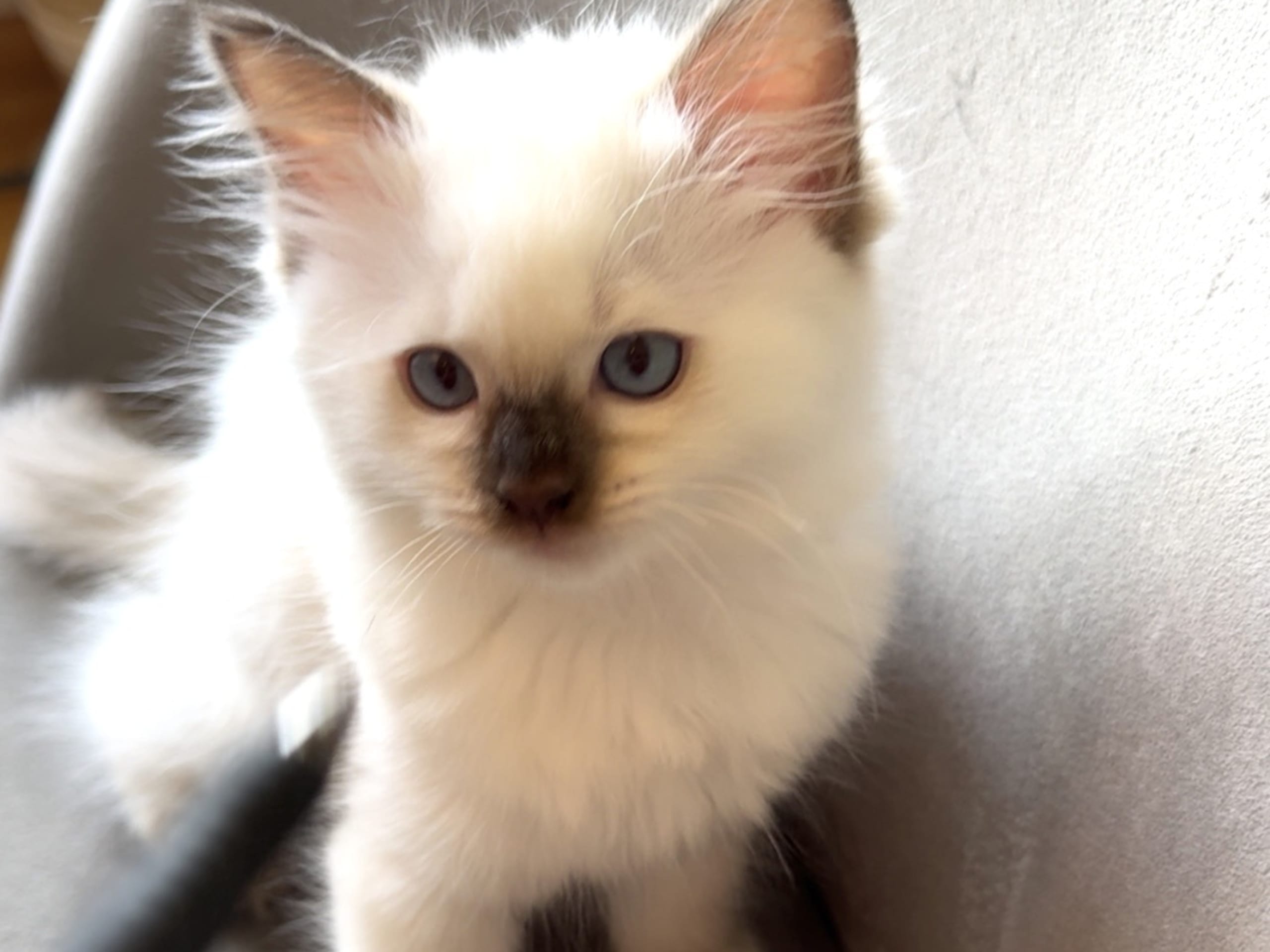 Ragdoll · Hamar · No*Cutie Raggs