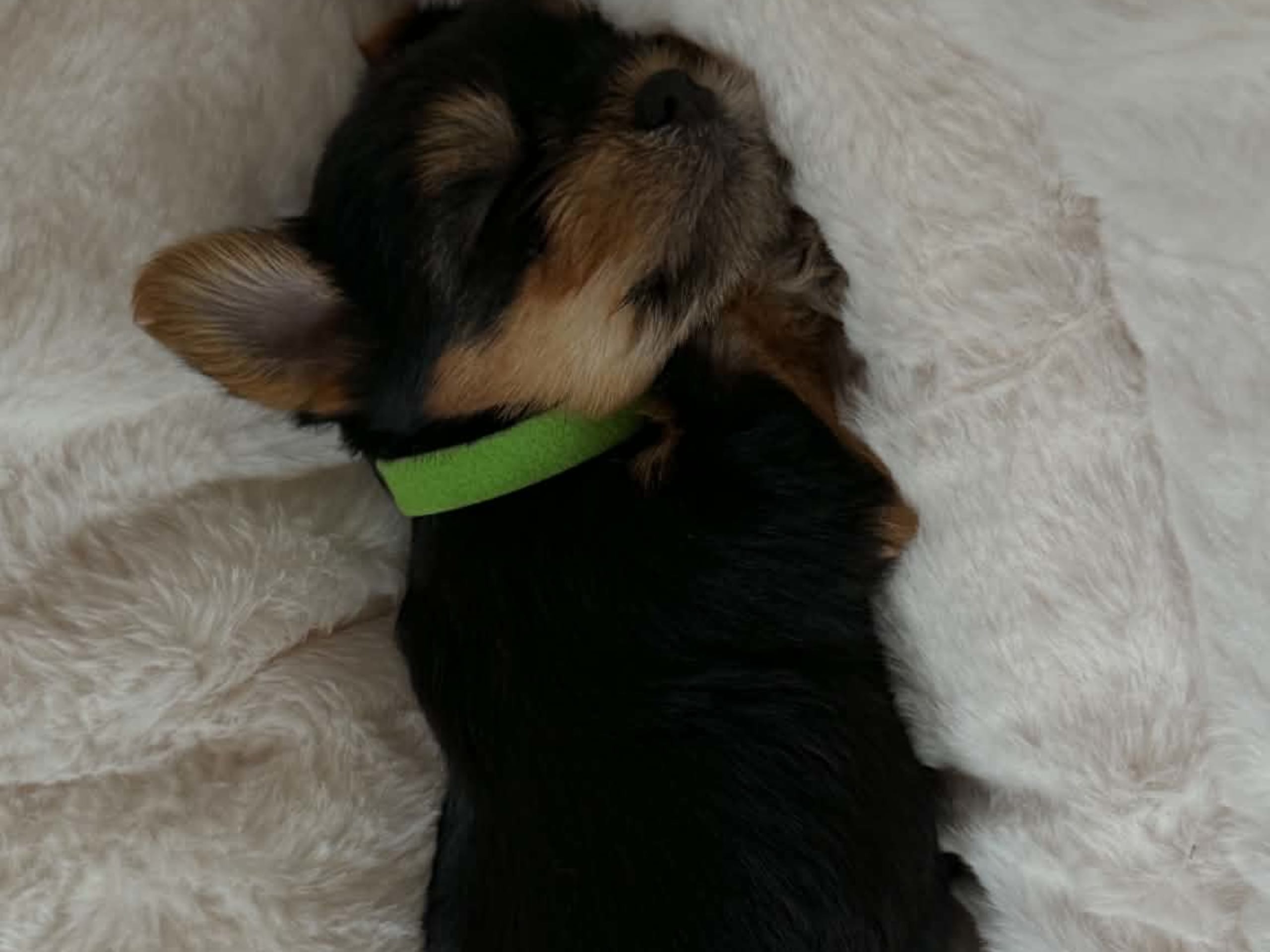 Yorkshire Terrier · Brande · Elin N.