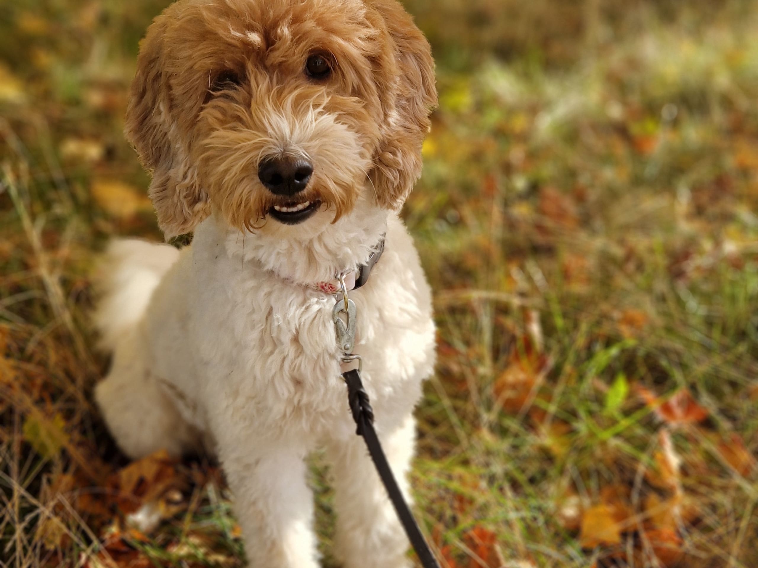 Labradoodle · Ulricehamn · Lyckornaslabradoodle