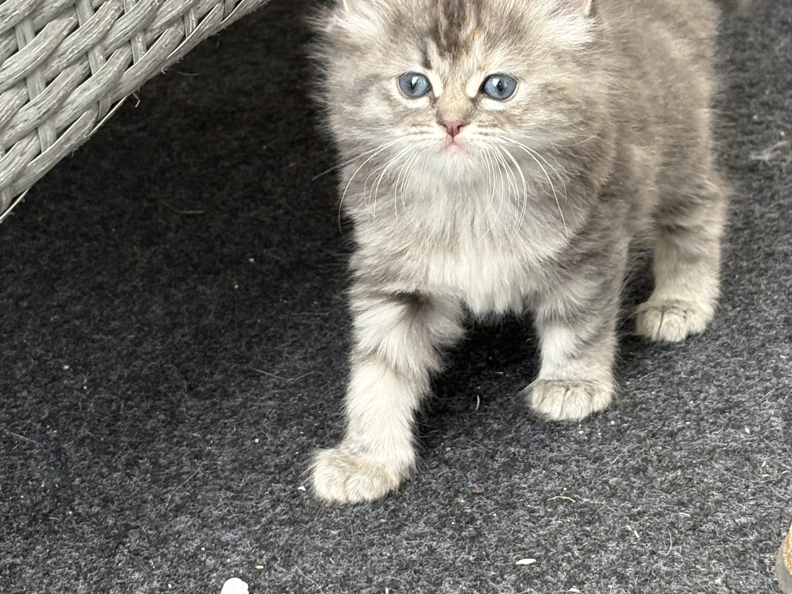 Ragdoll · Rörvik · Evelina S.