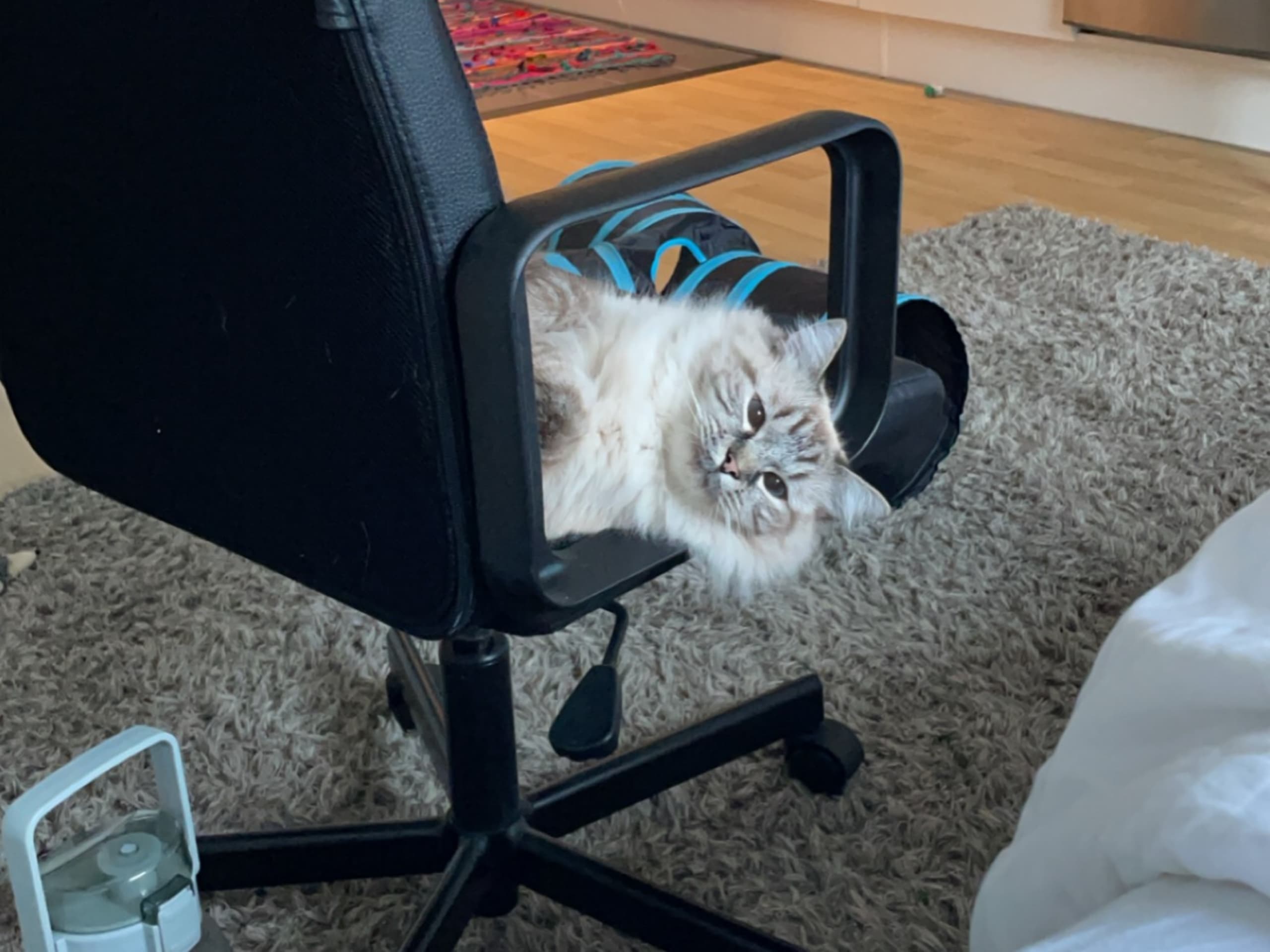 Ragdoll · Gävle · Linn T.