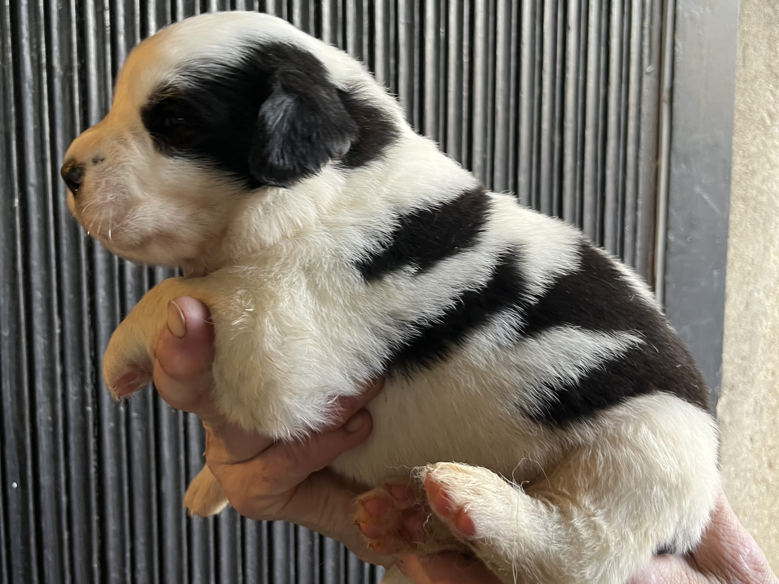 Newfoundland/Landseer/SanktBernard · Malmö · Kristina P.