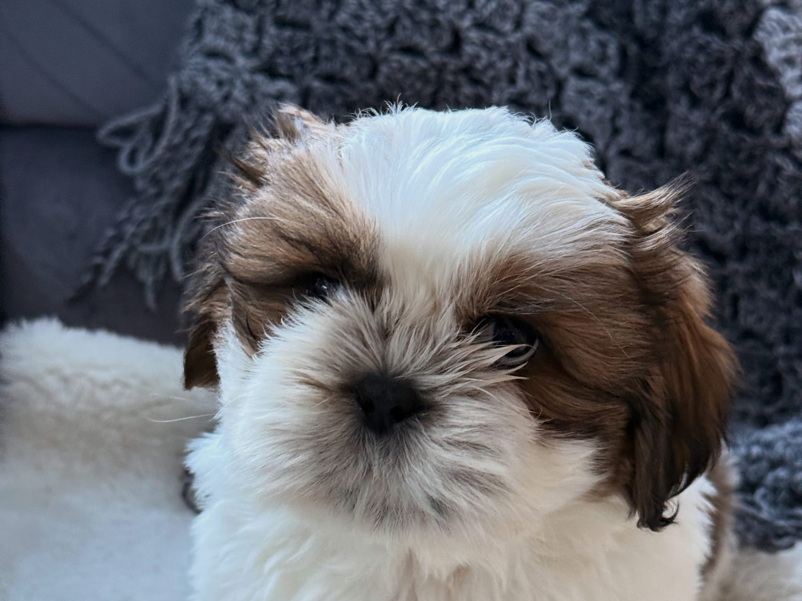 Shih tzu