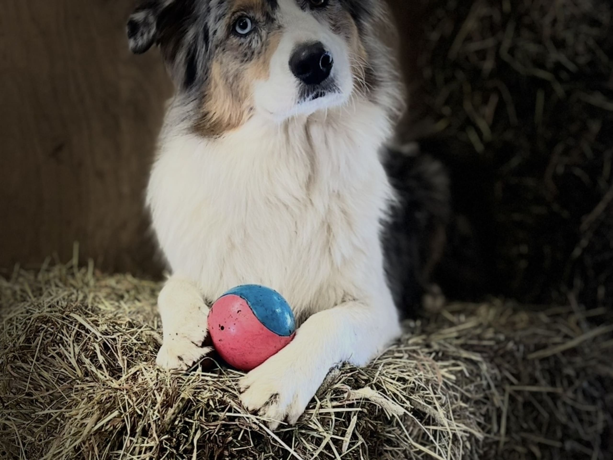 Australian shepherd · Sköllersta · Louise G.
