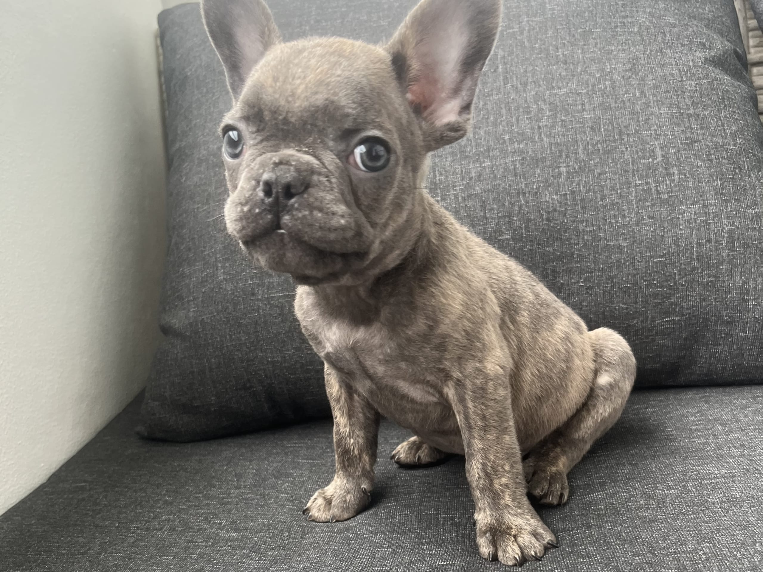 French Bulldog · Norrköping · Emiras frallor