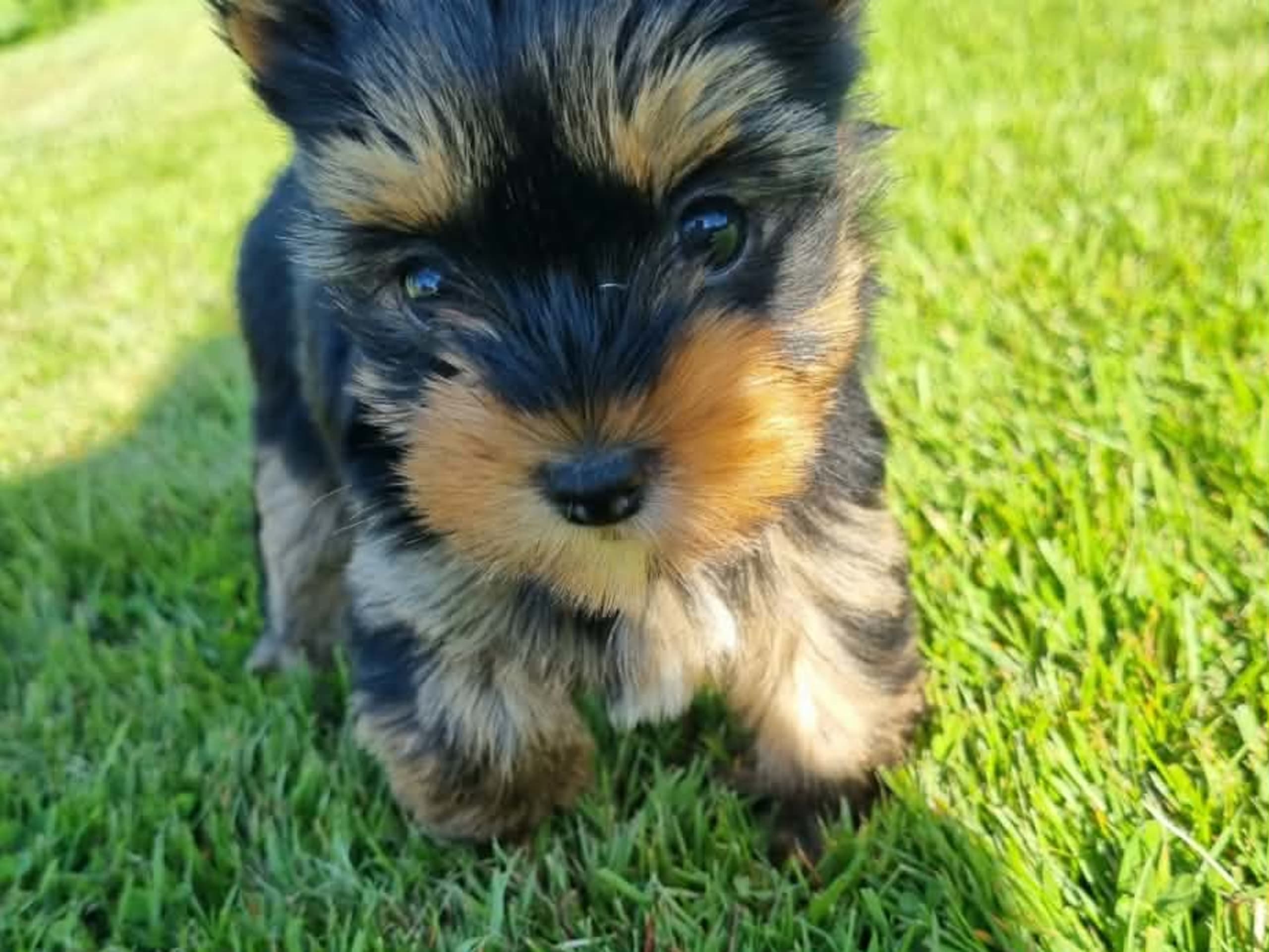 Yorkshireterrier · Kopparberg · Gacrux