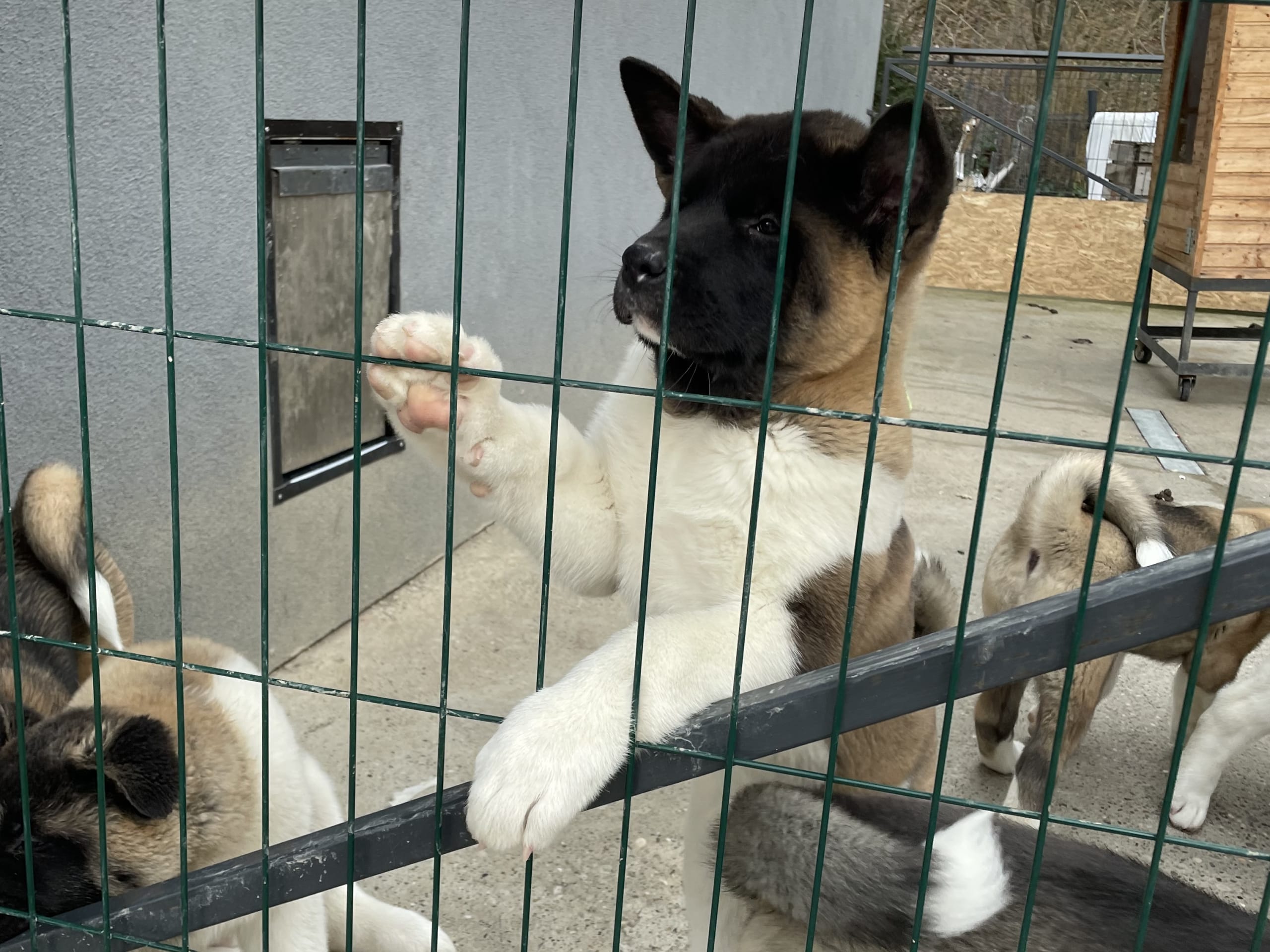 American akita