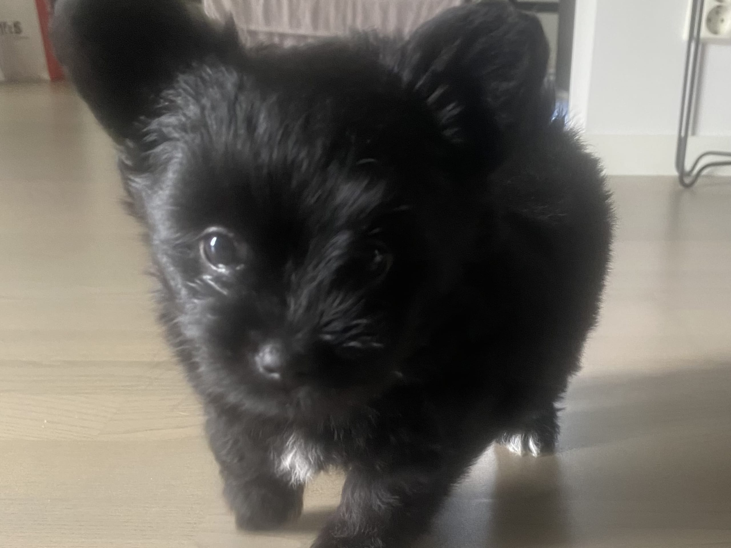 Pomchi/Bichon frisé/Yorkshire terrier · Borås · Sofie L.