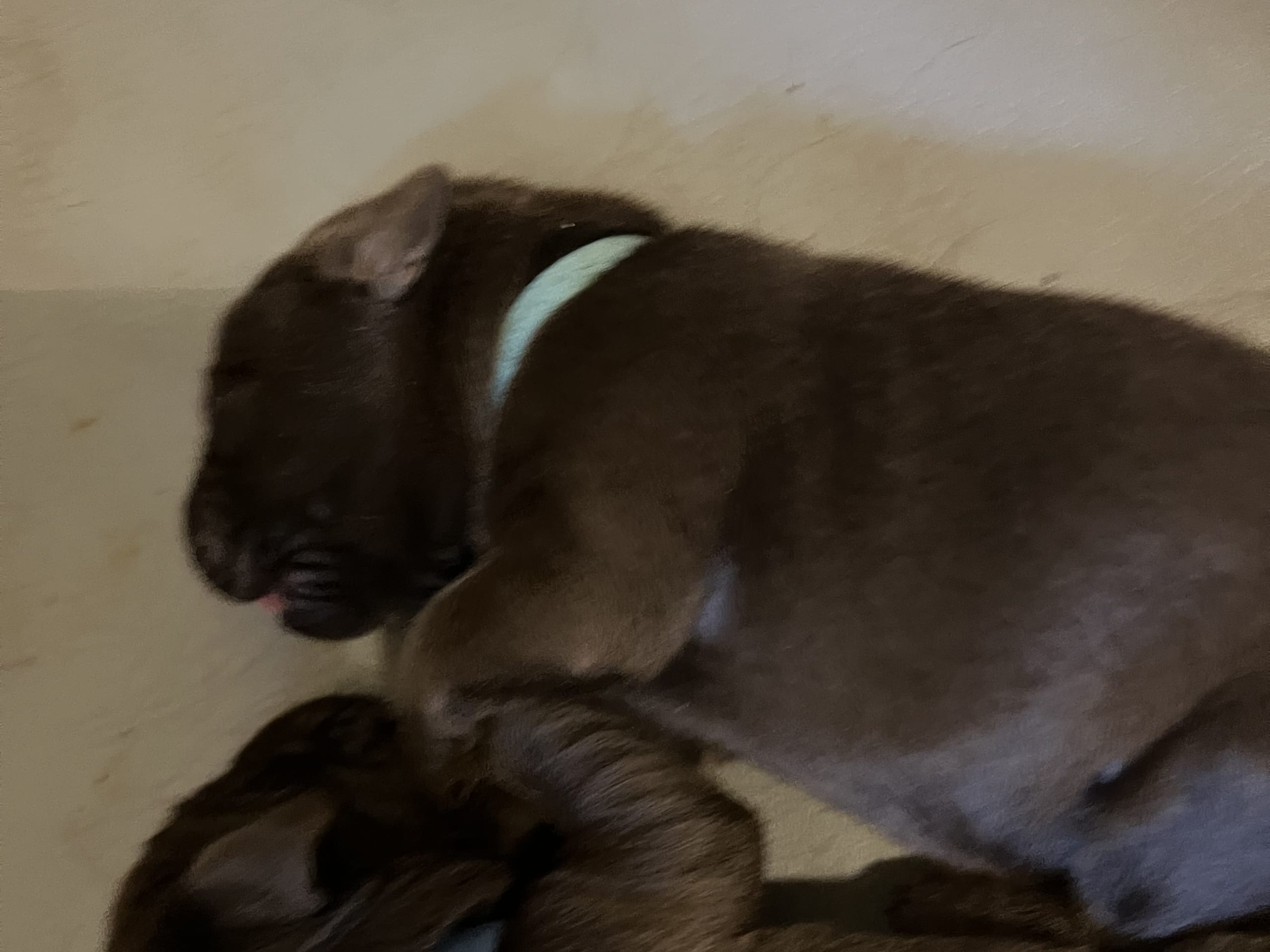 Labrador retriever