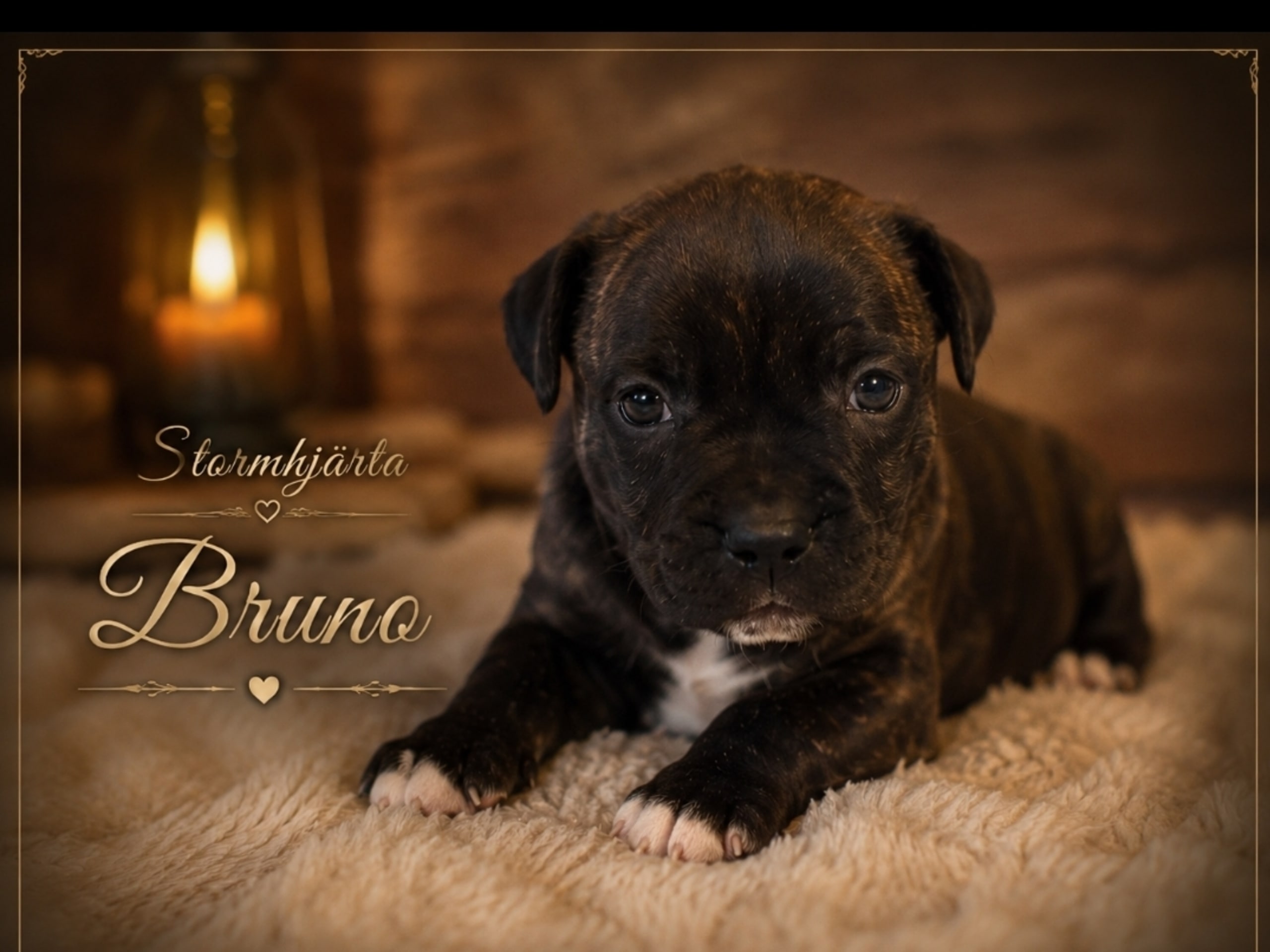 Staffordshire bull terrier · Lillkyrka · Stormhjärta