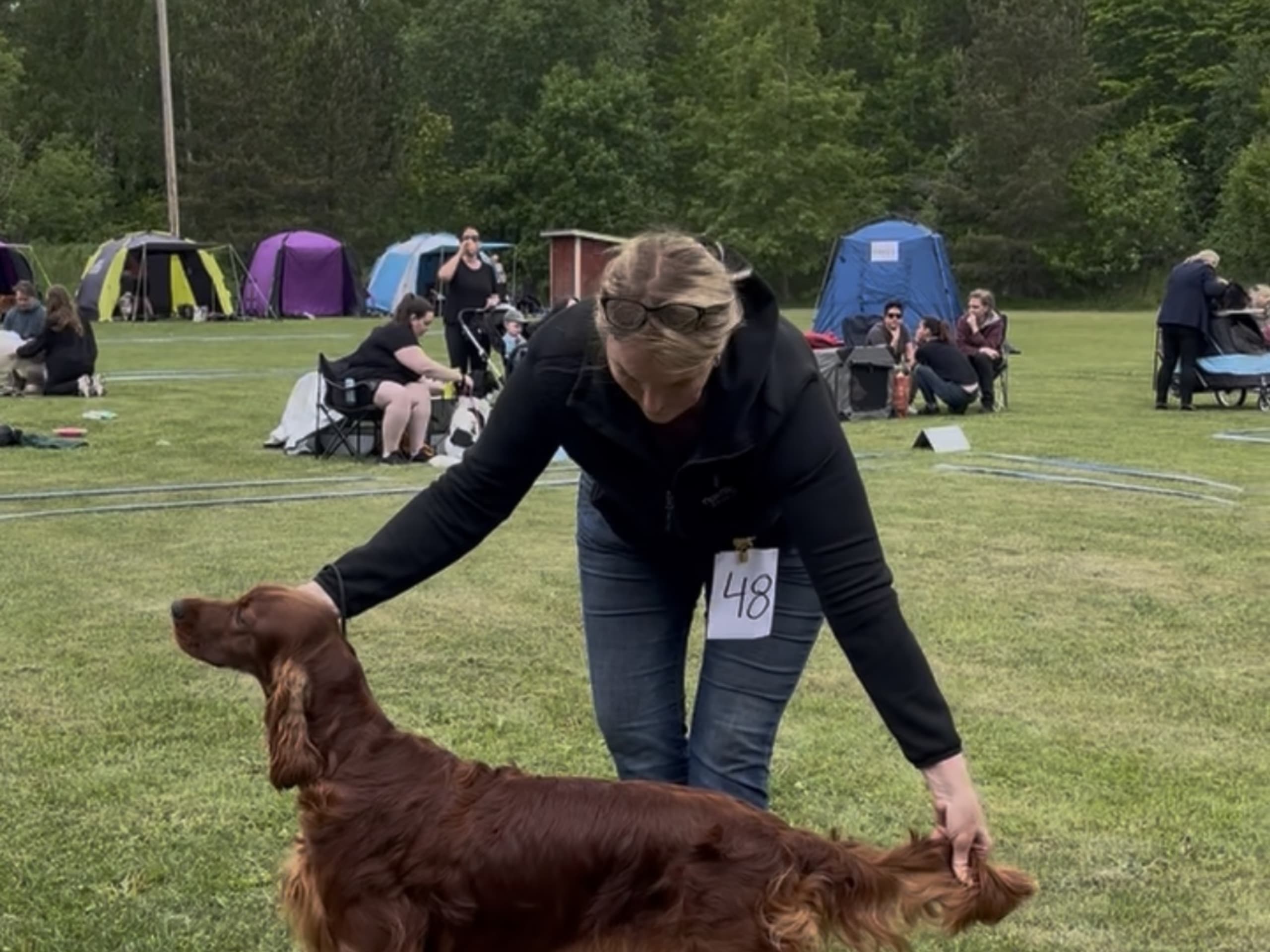 Irländsk setter