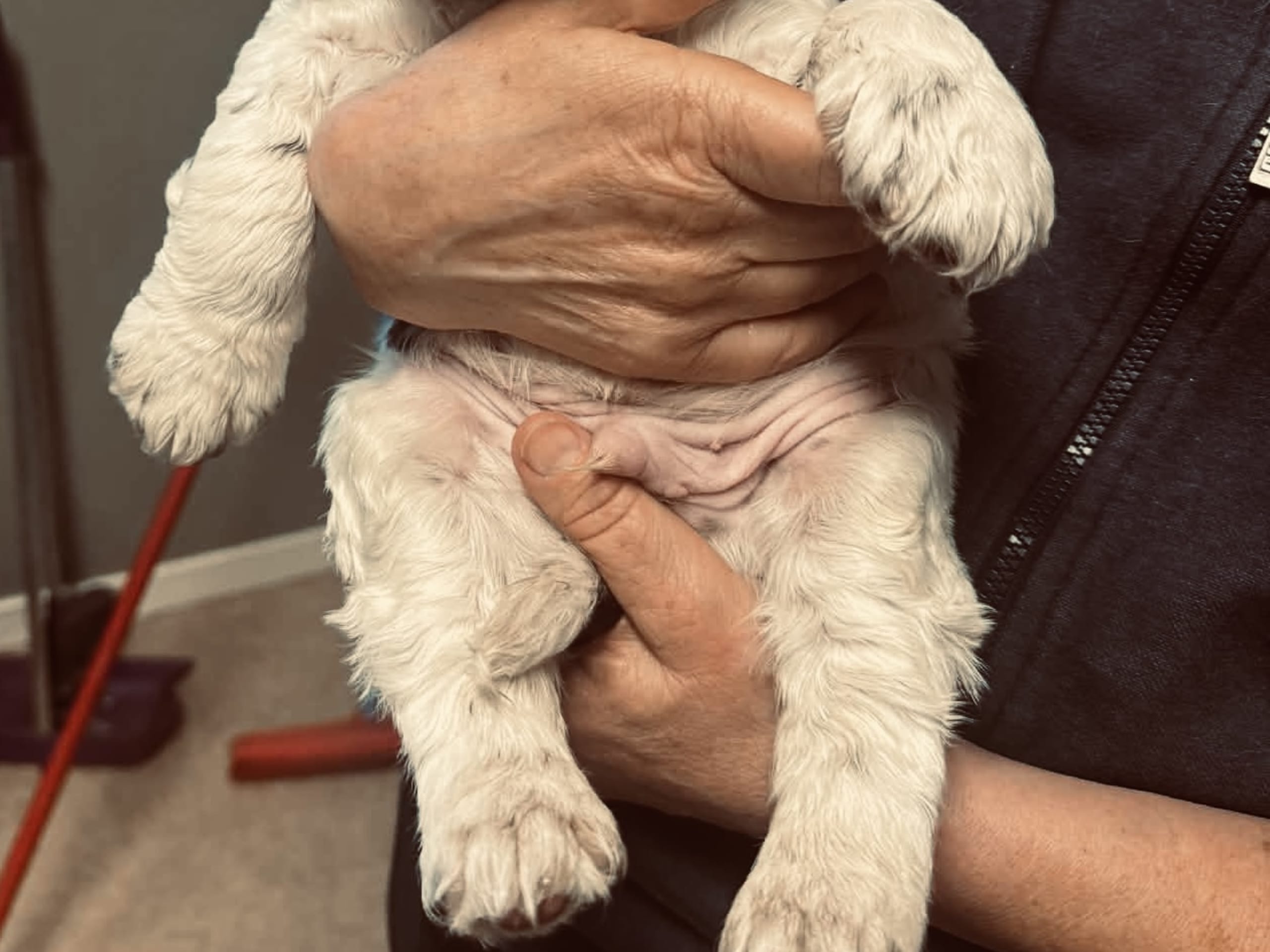 Engelsk springer spaniel