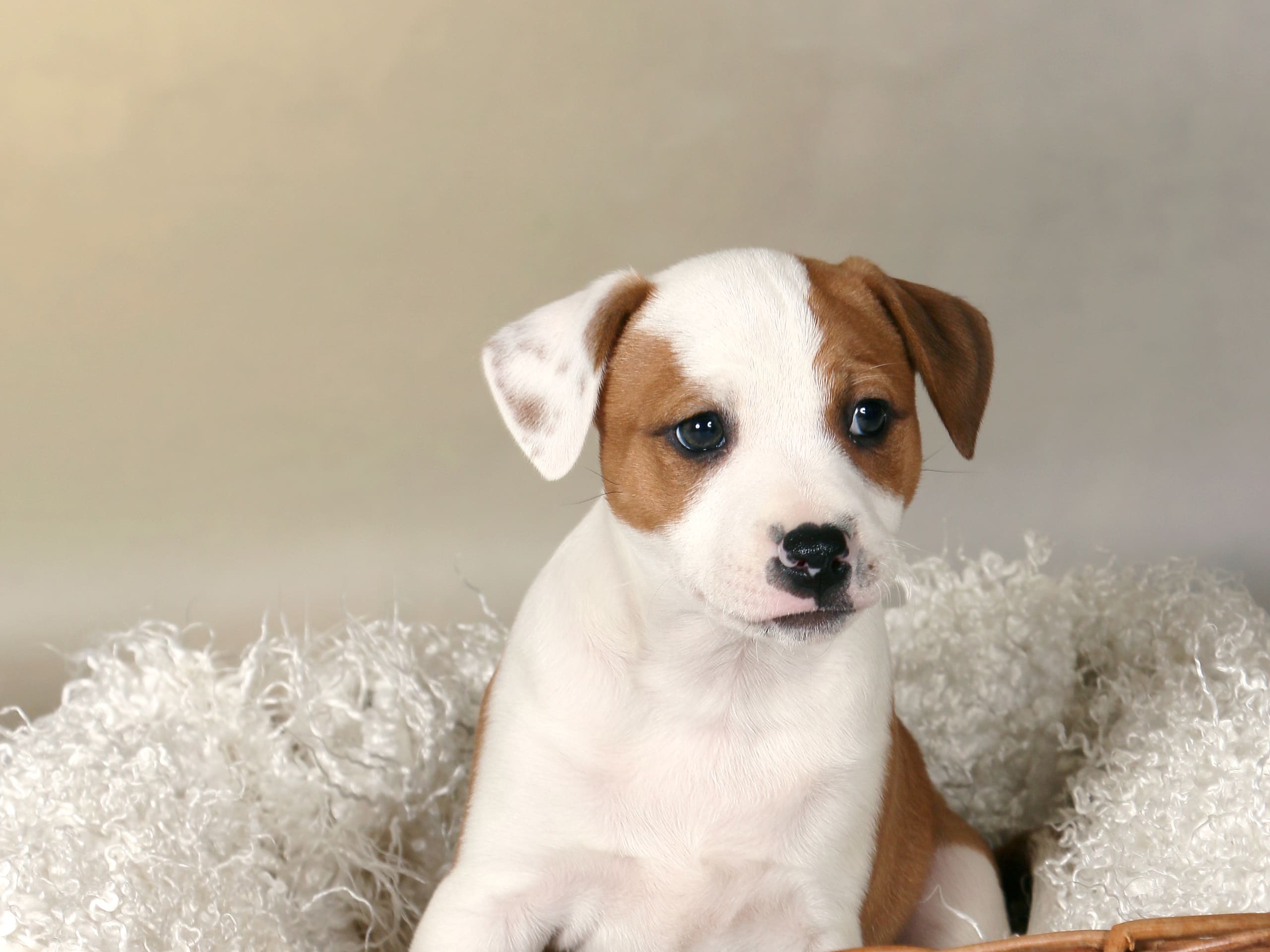 Dansk-svensk gårdshund/Staffordshire bullterrier · Lerdala · Kampavall