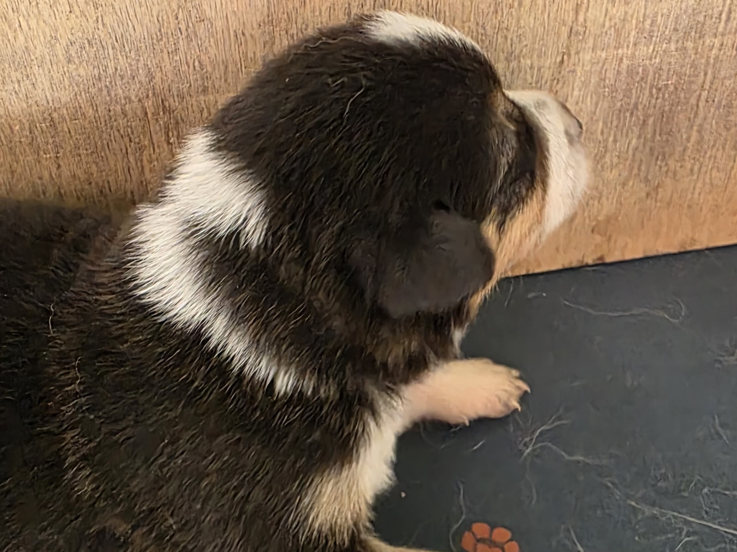 Border collie og shettland sheepdog miks · Midsund · Carola