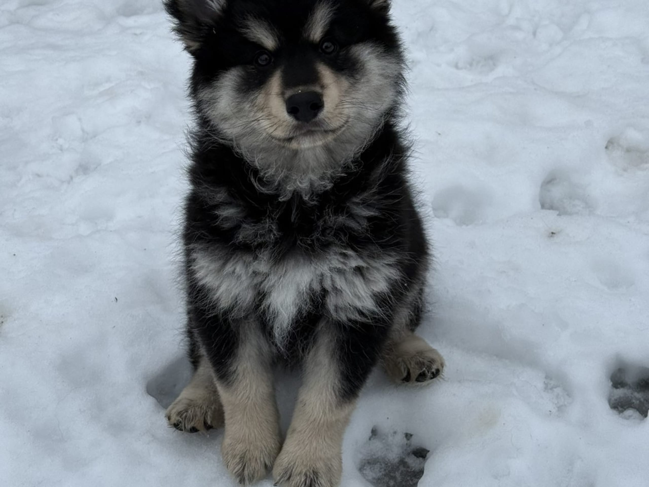 Finsk lapphund