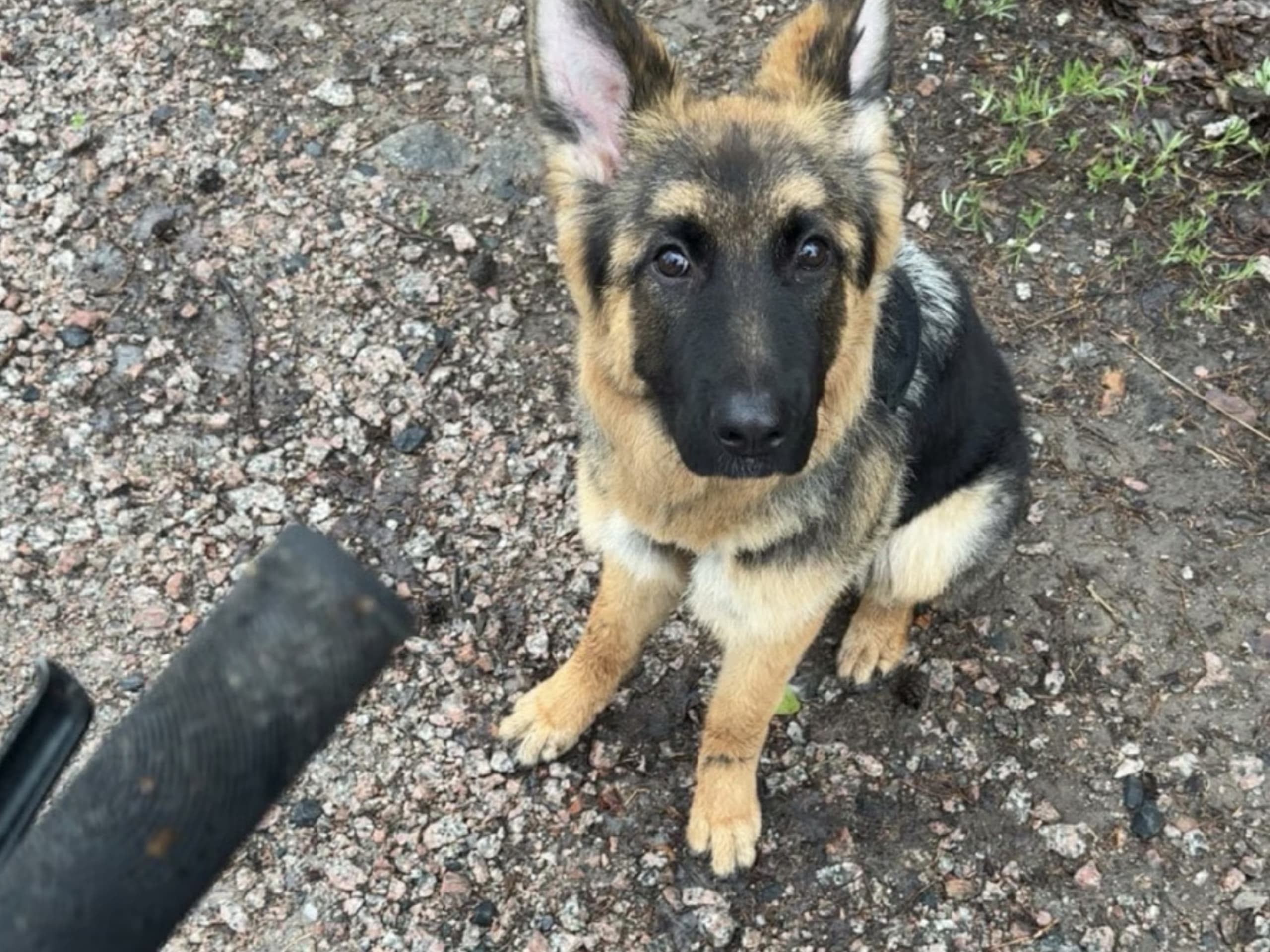 Schäferhund