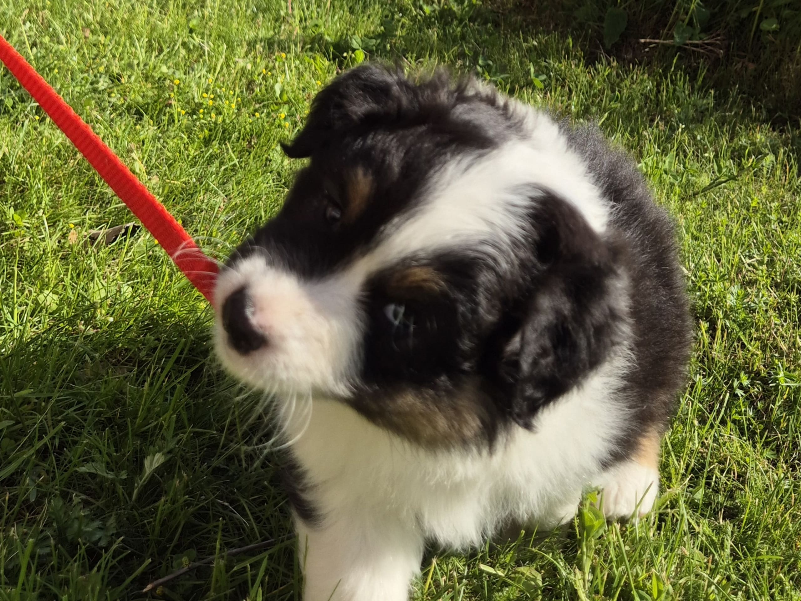 Australian shepherd · Furuvik · Lyckouddens