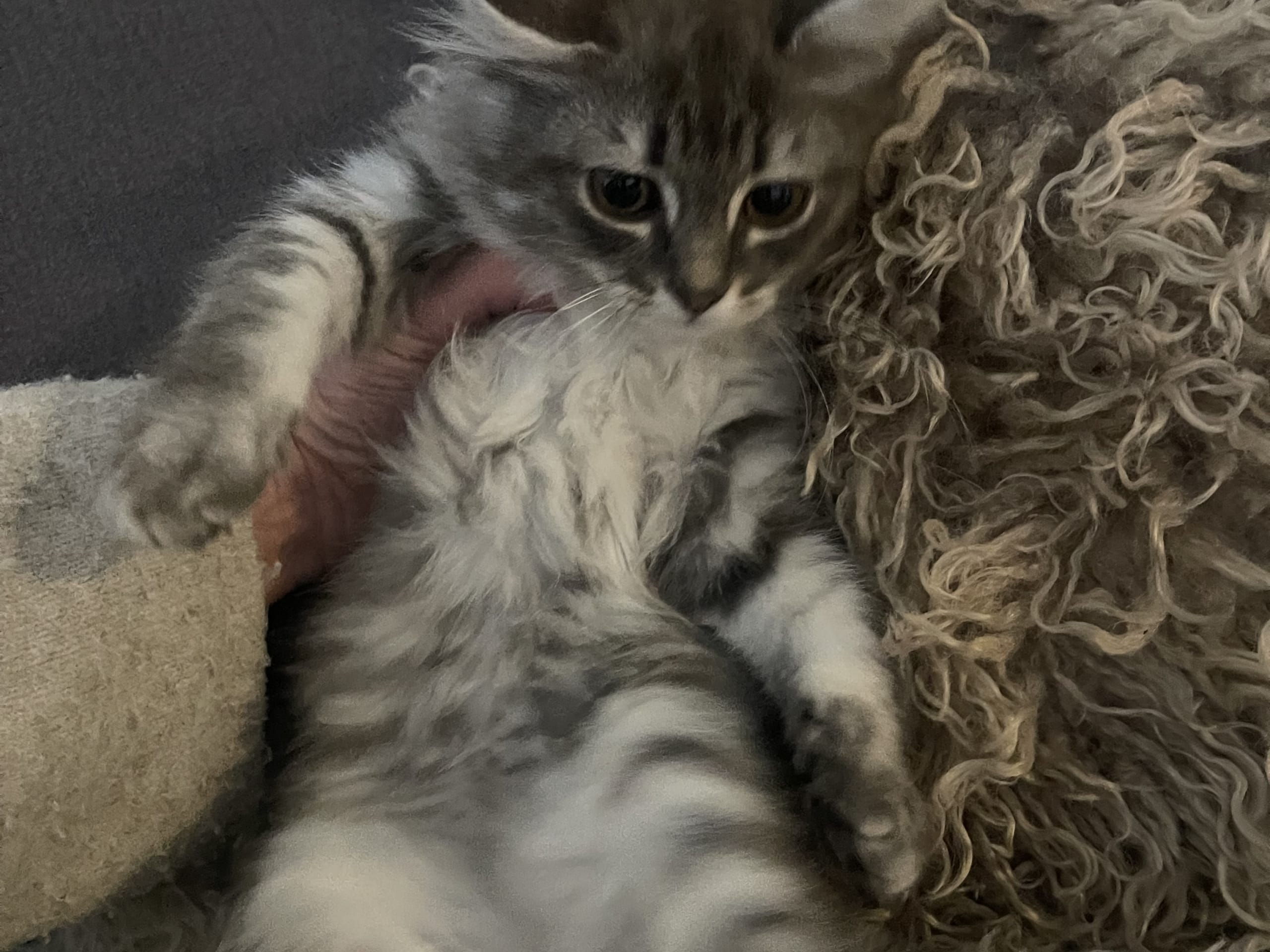 Ragdoll · Göteborg · Ulrica C.