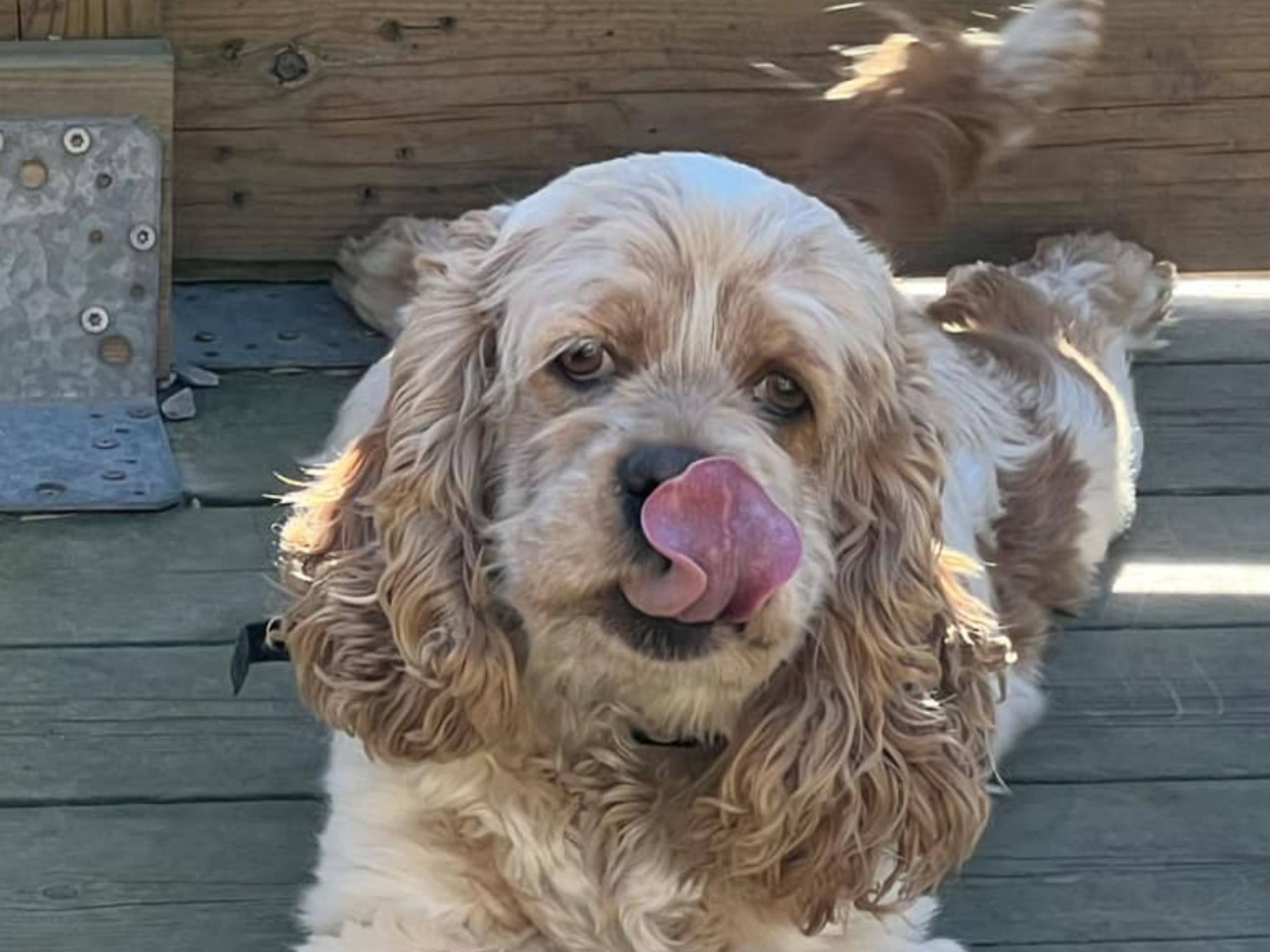 Amerikansk cocker spaniel