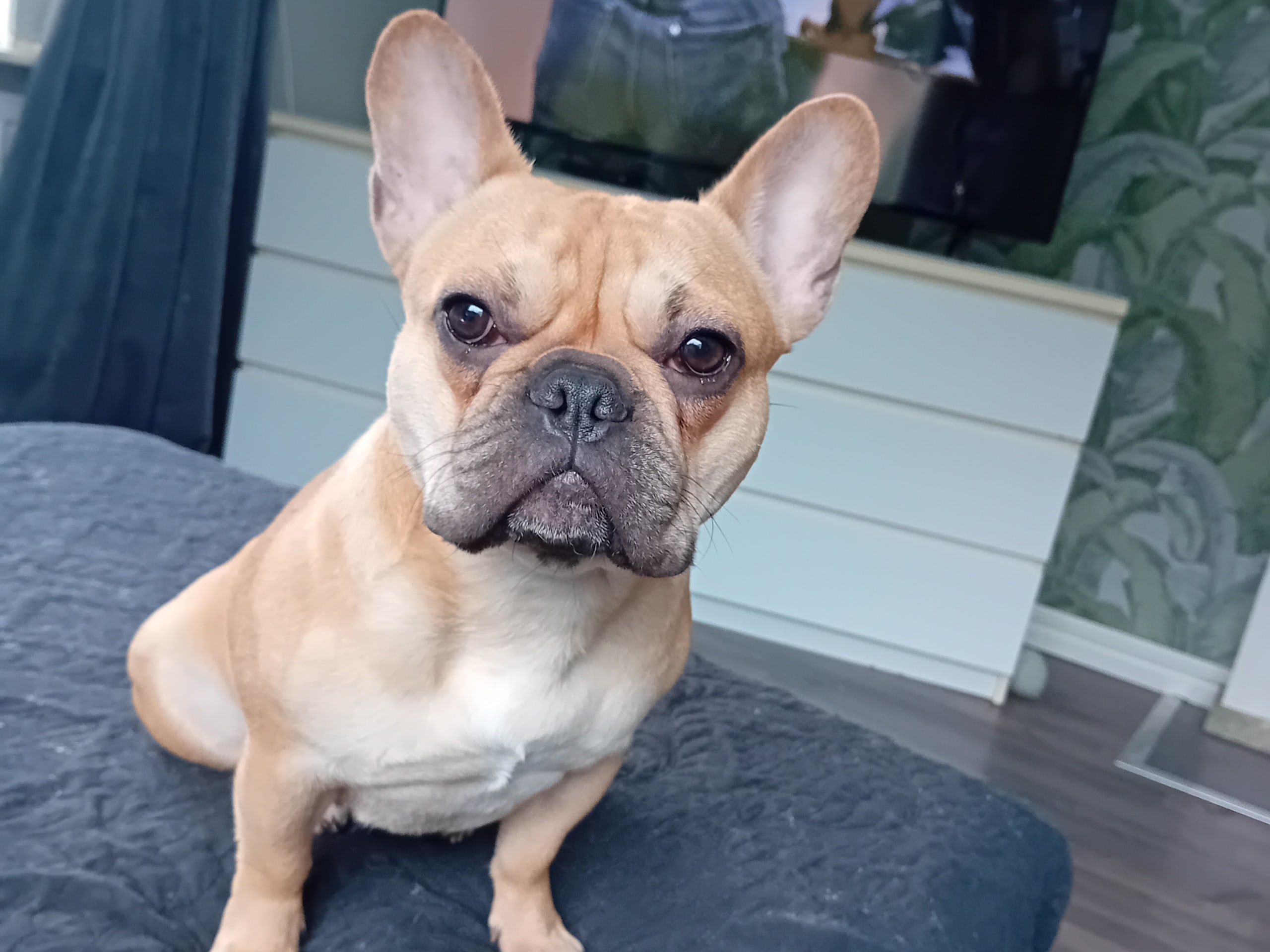 Fransk bulldogg