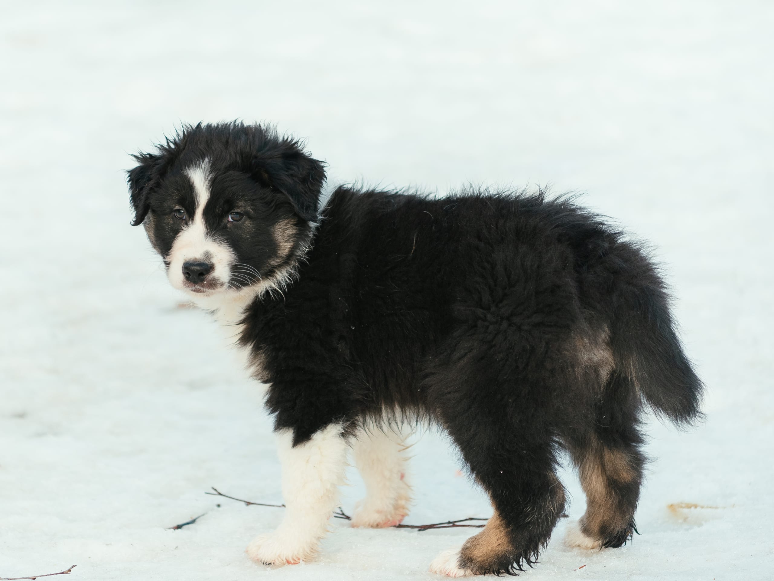 Australian shepherd