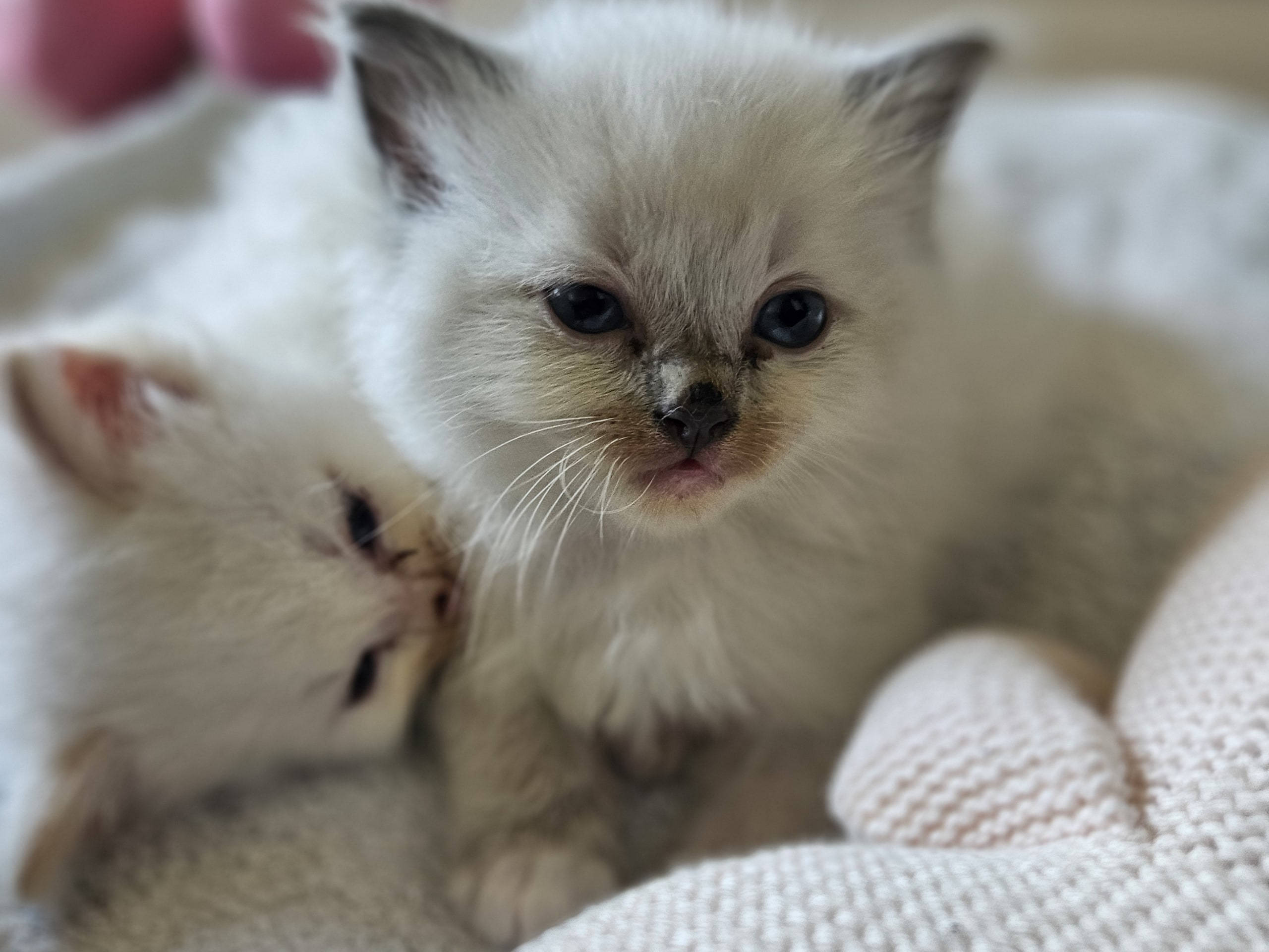 Ragdoll · Österbybruk · Sophia F.