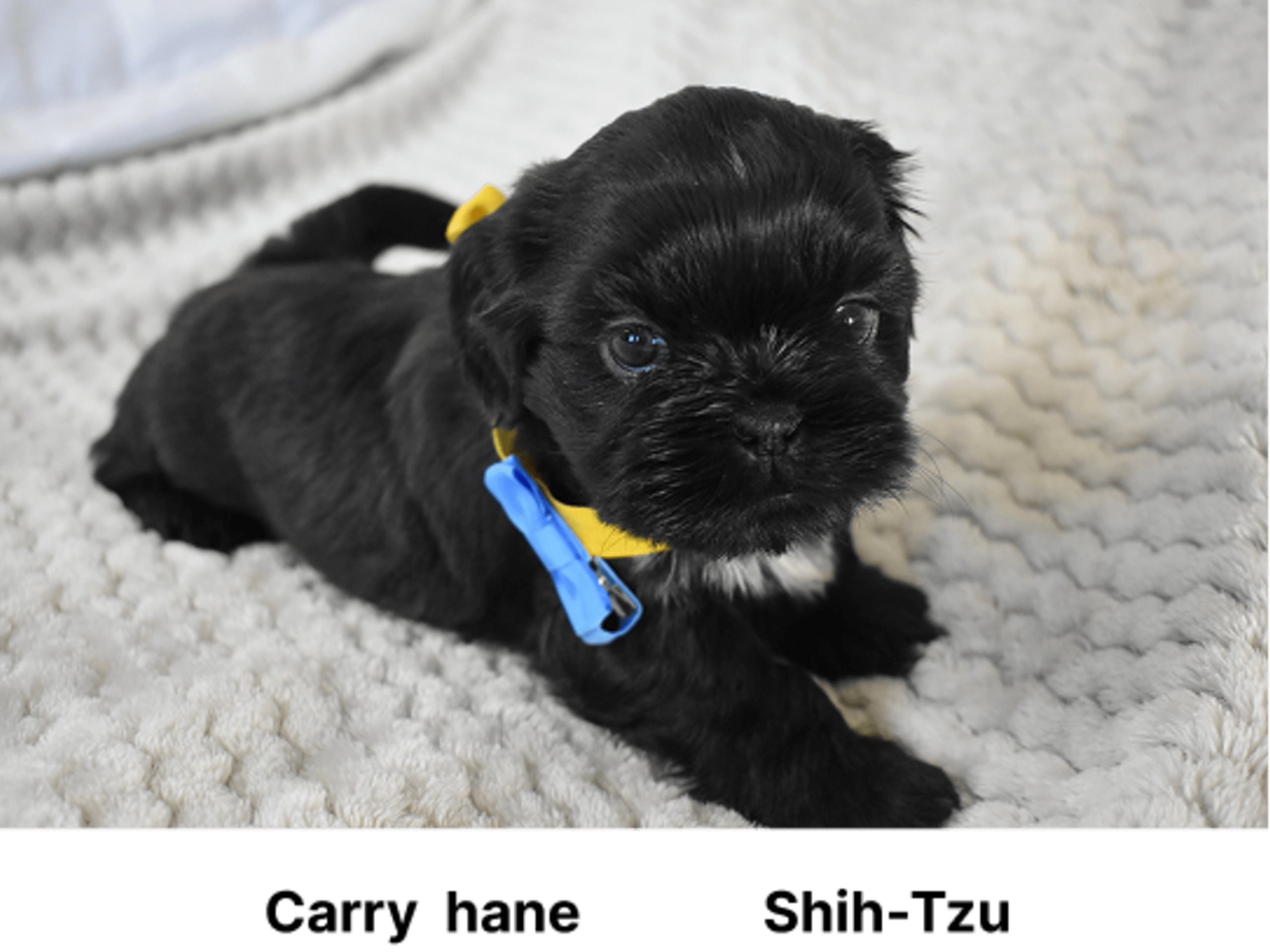 Shih tzu