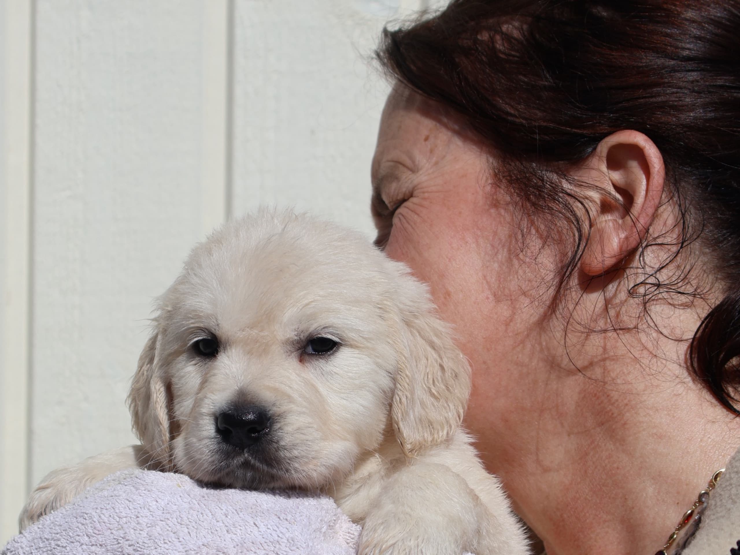 Golden retriever