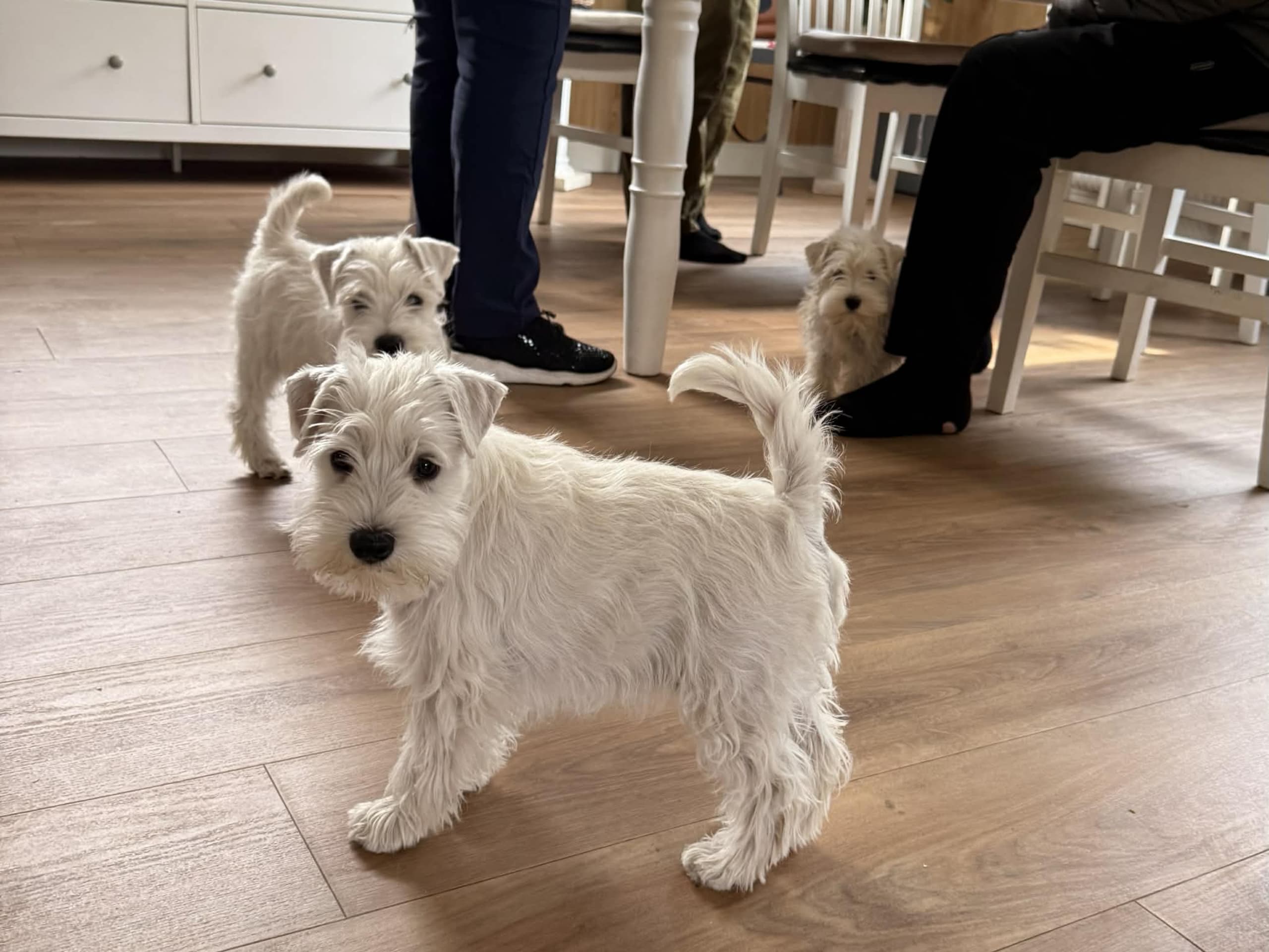 Dvärgschnauzer