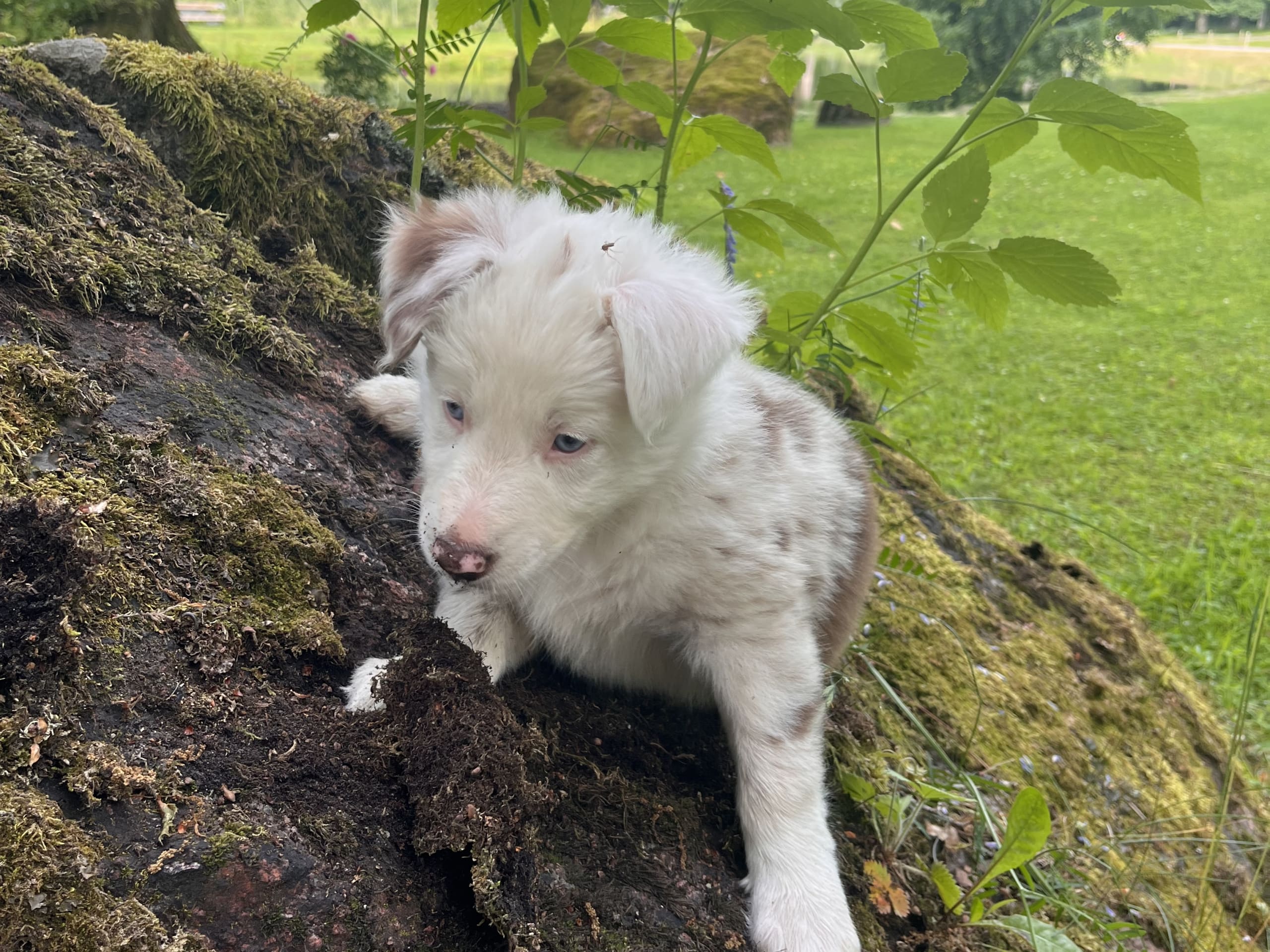 Border collie/ Australien shepard · Tierp · Anna K.