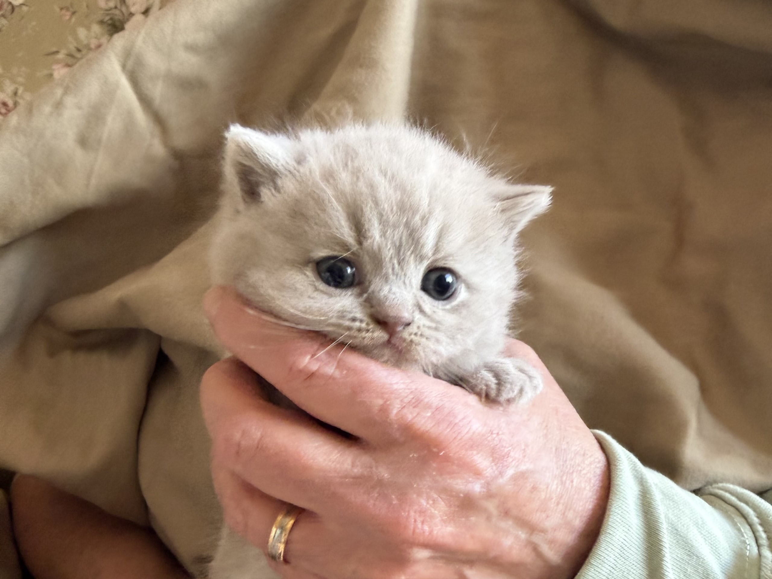 British Shorthair · Västerhaninge · Se*Hästbyn’s