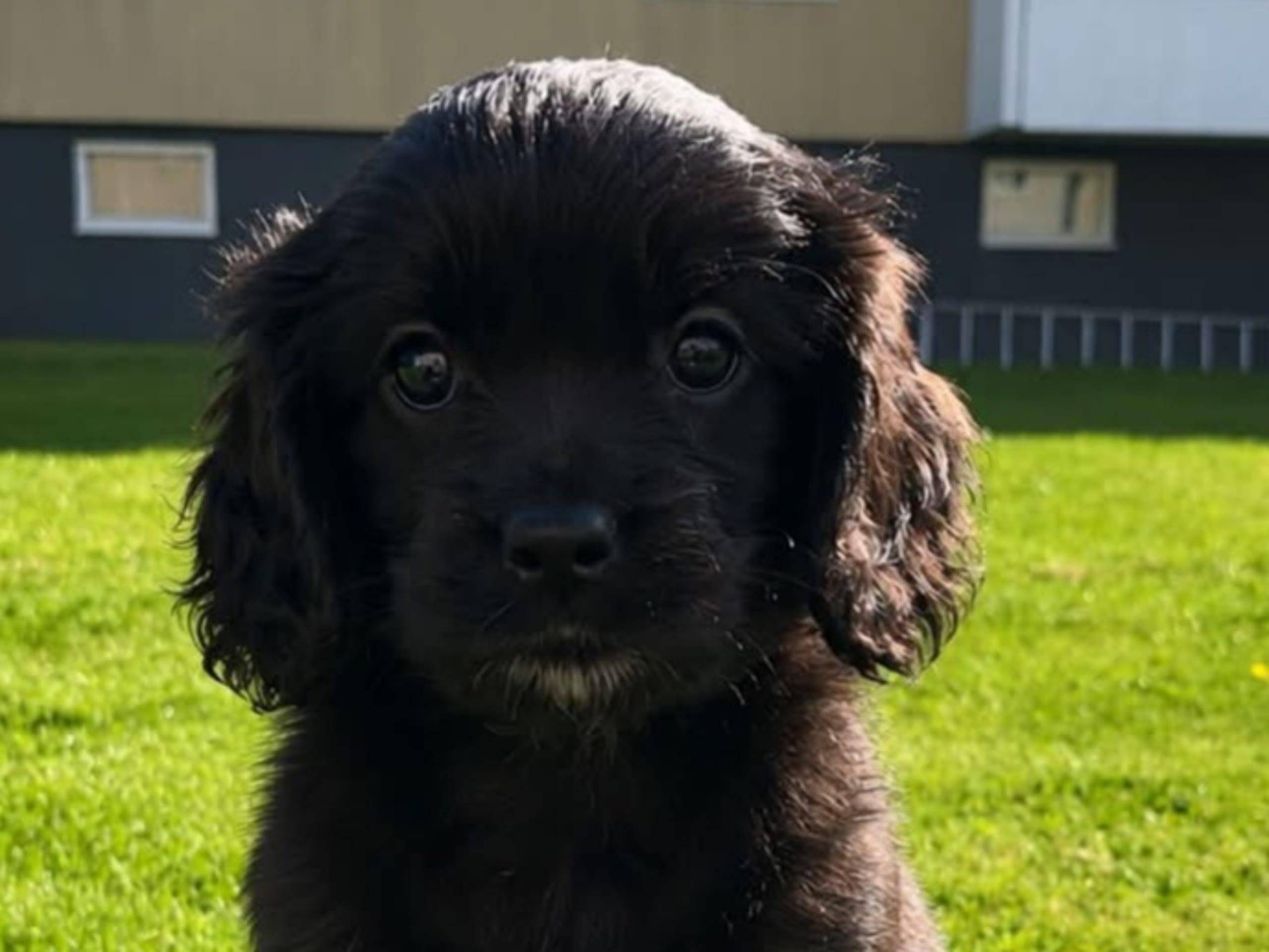 Cavapoo