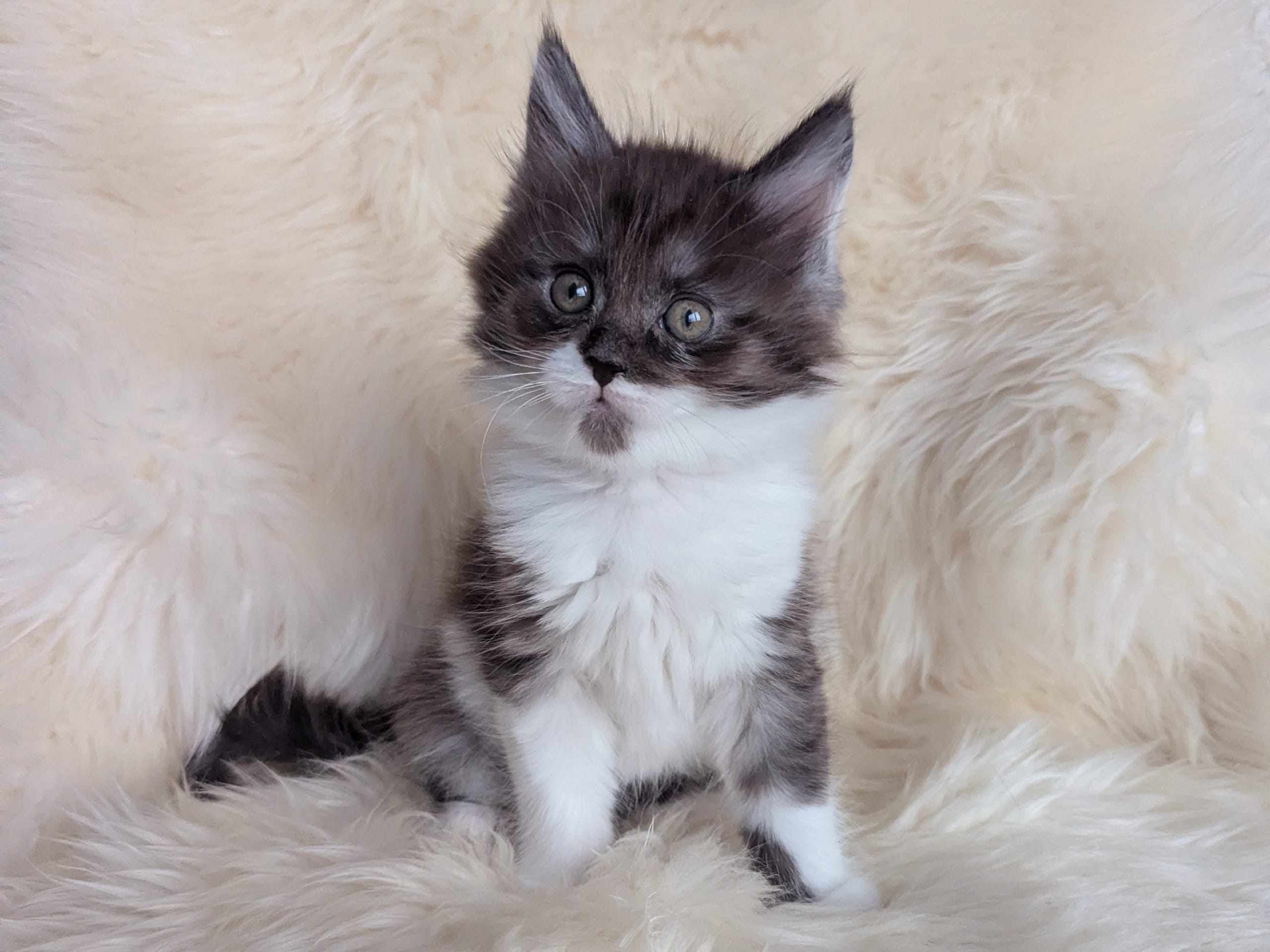 Maine Coon