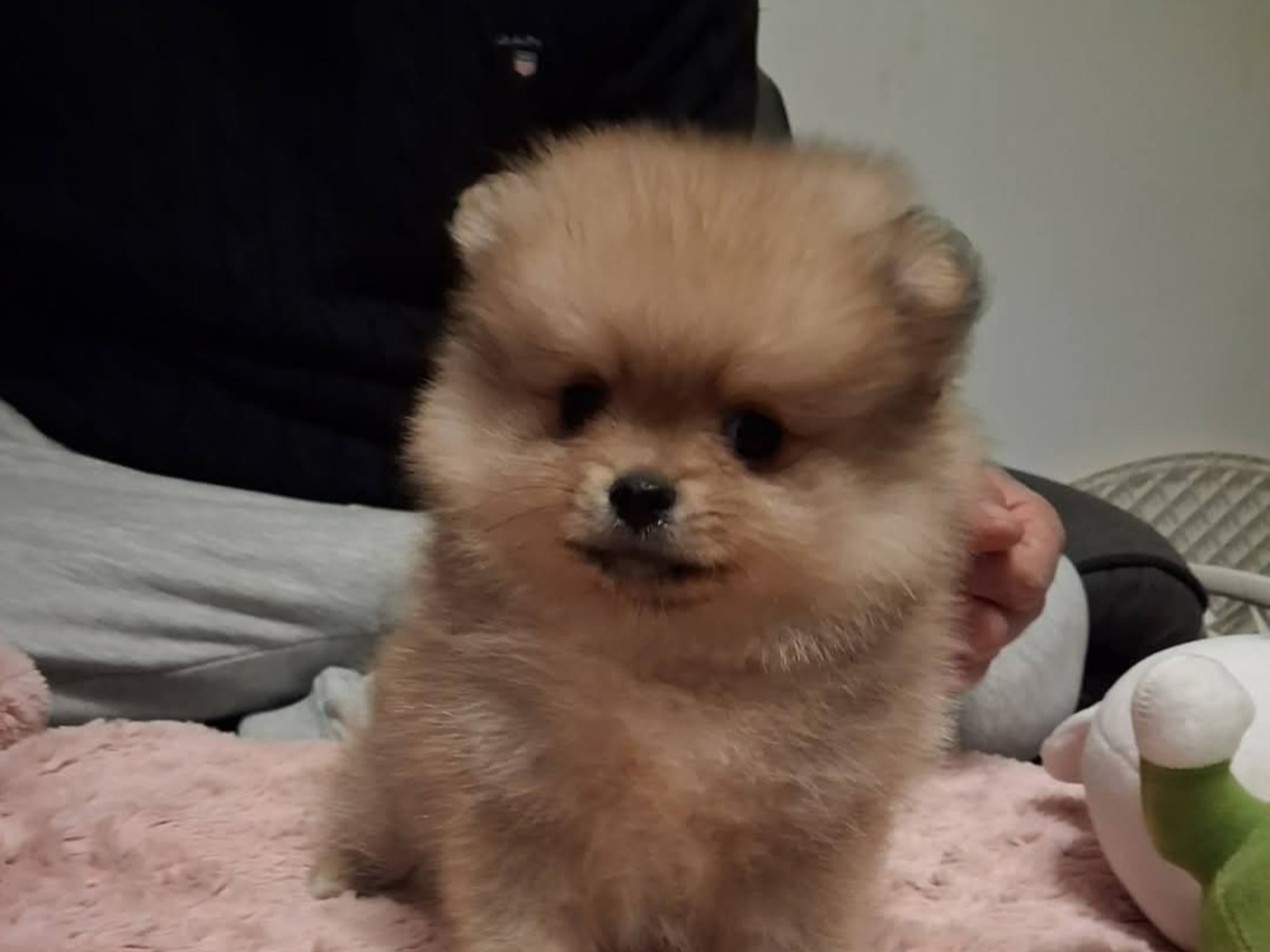 Pomeranian