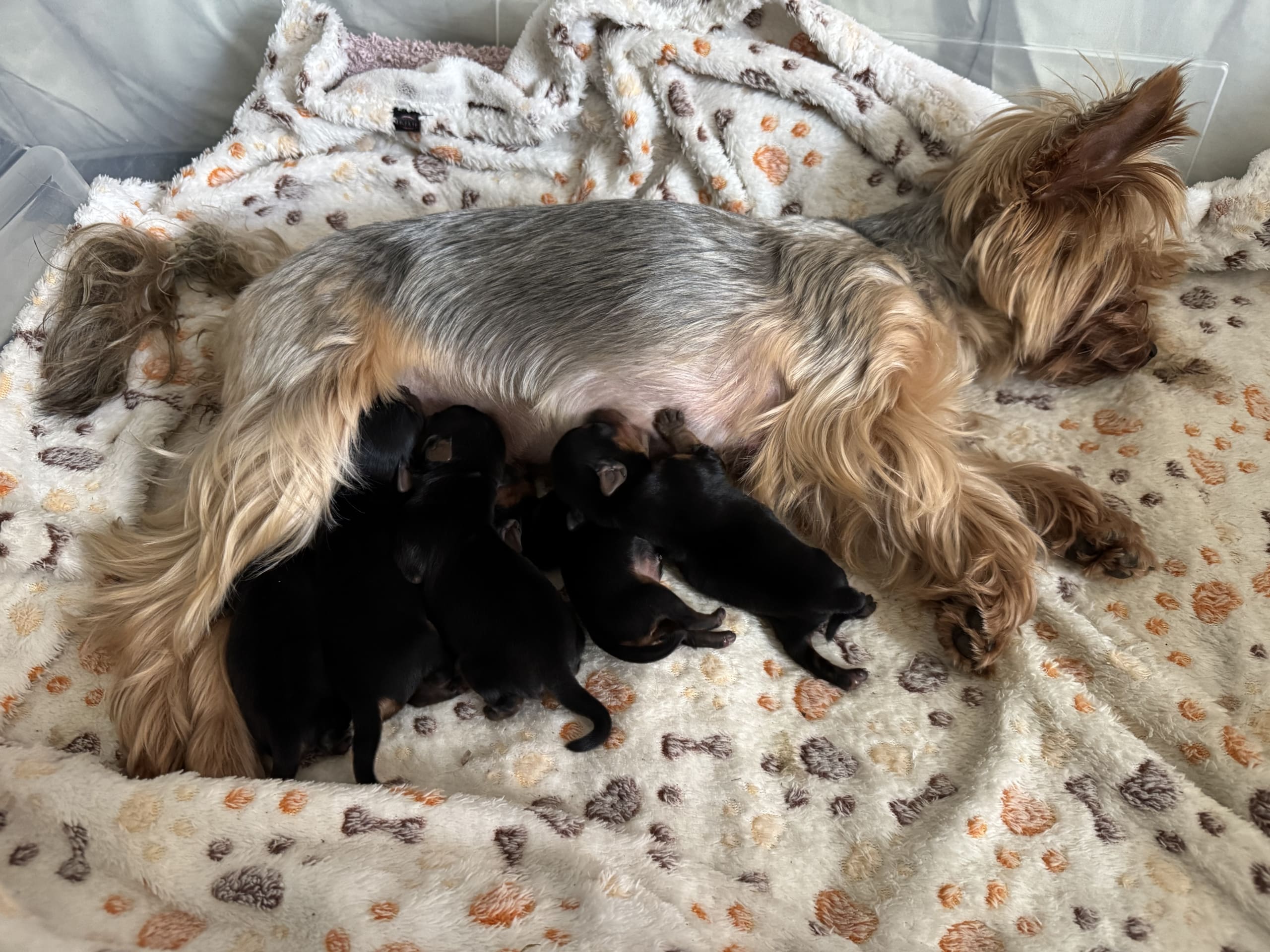 Yorkshireterrier