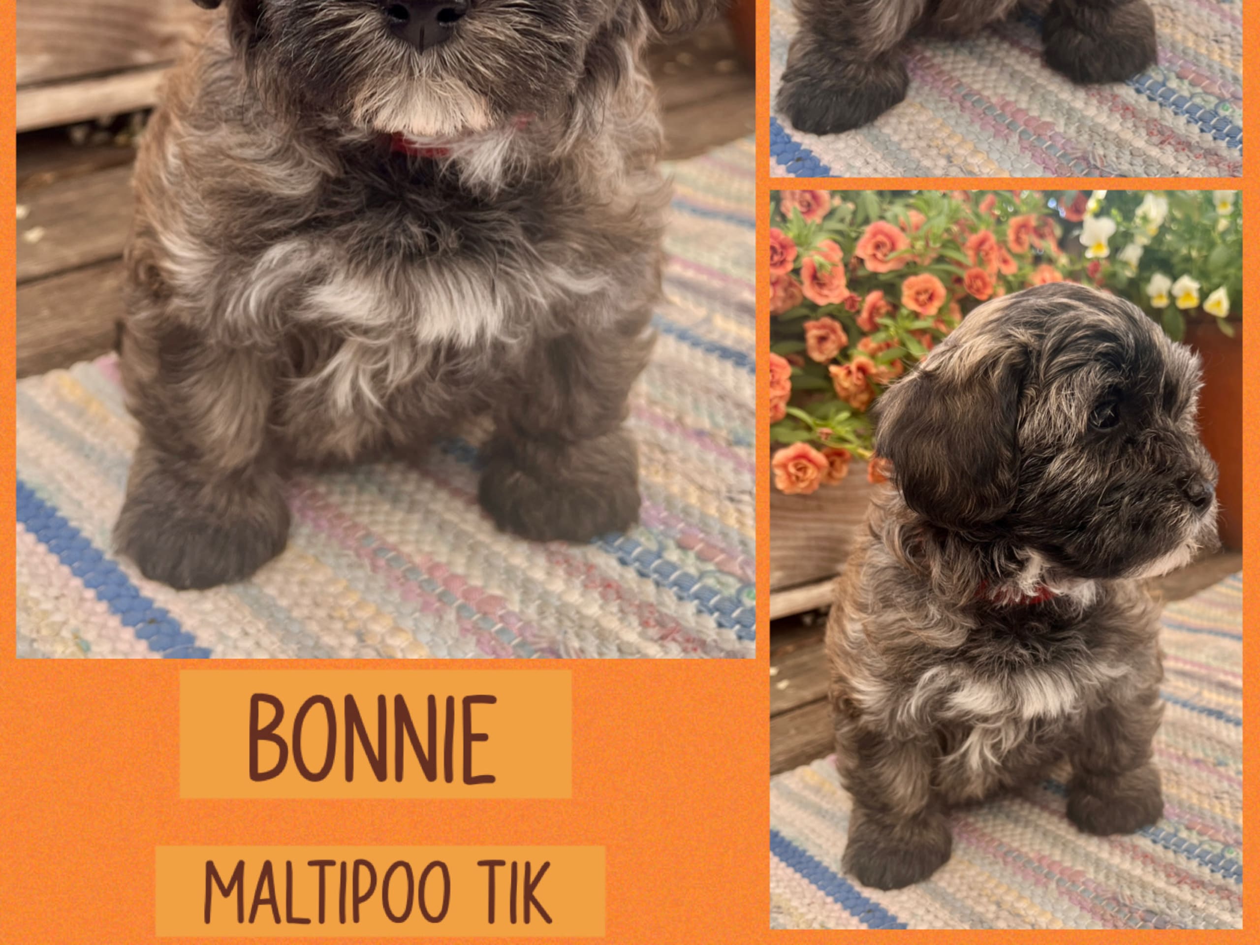 Maltipoo · Mariestad · Liten&Unik