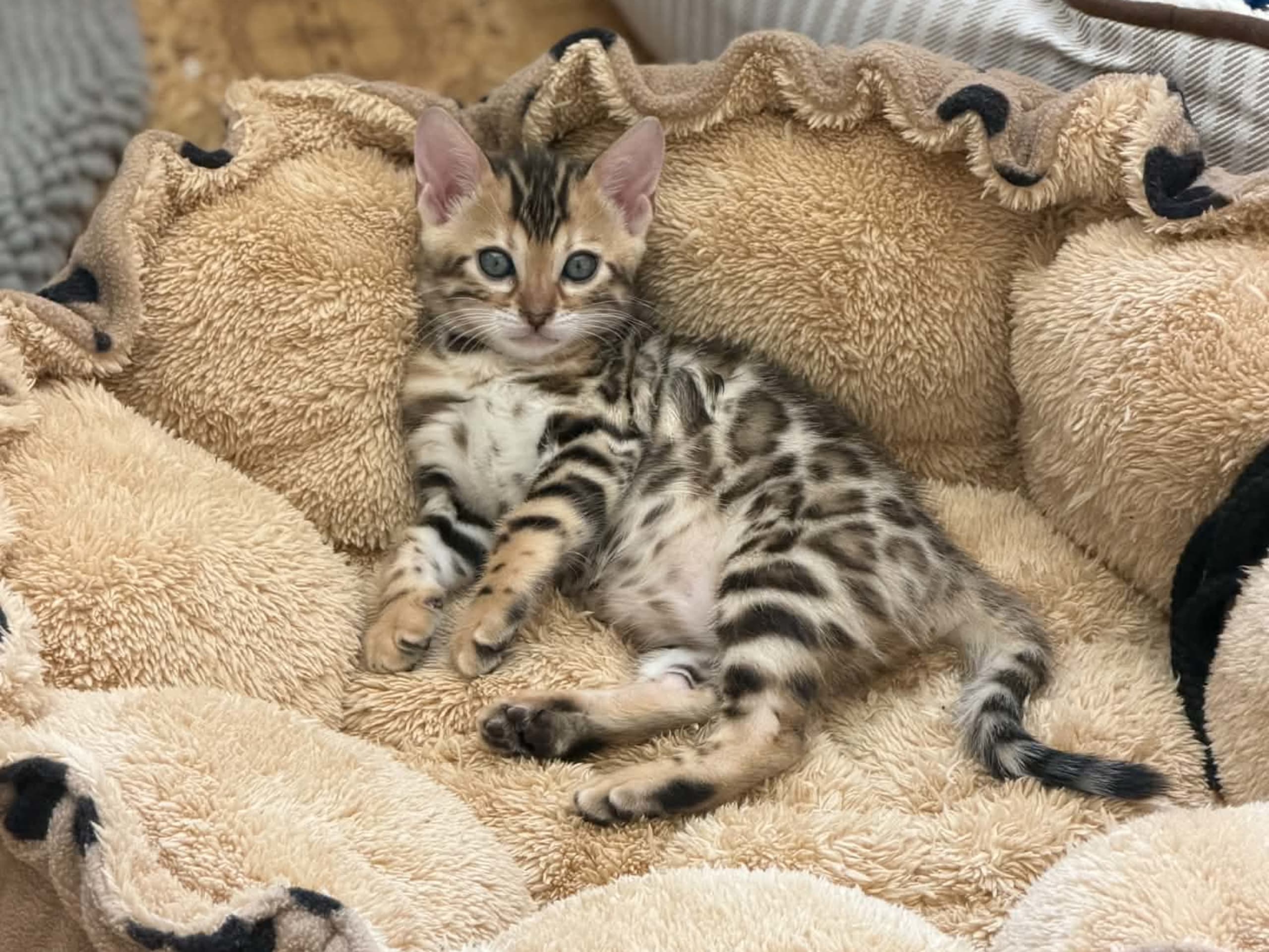 Bengal