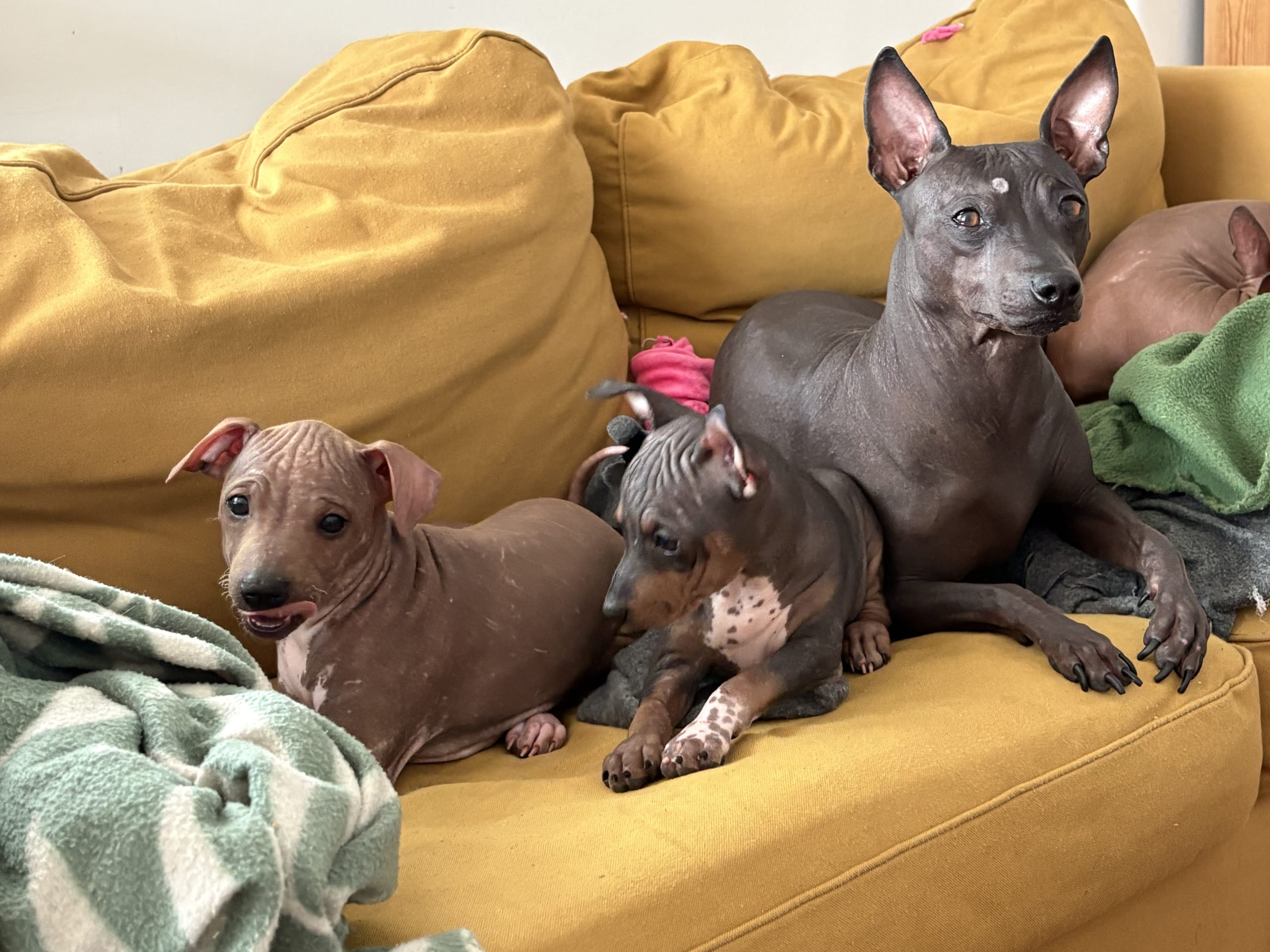 American Hairless Terrier