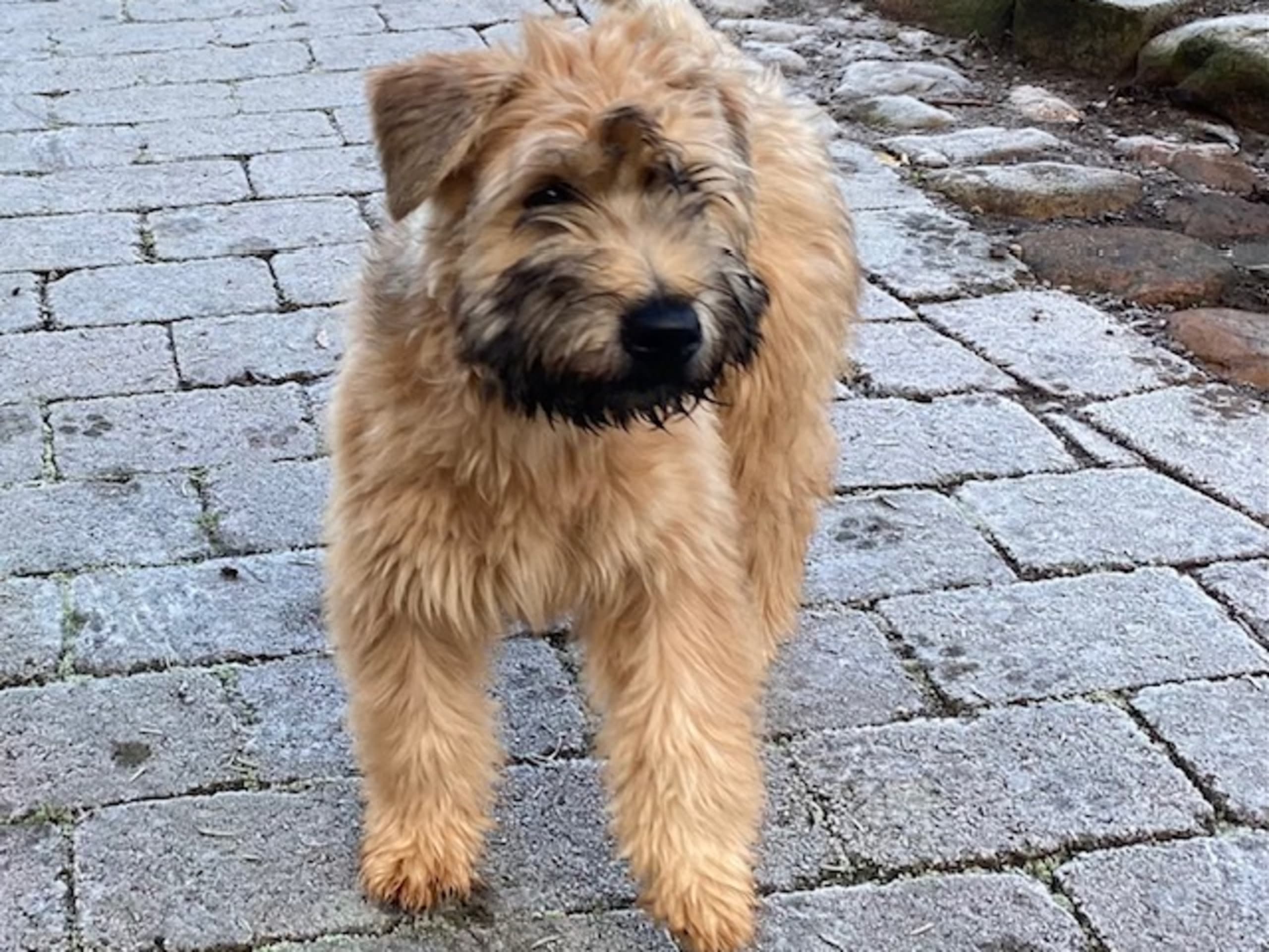 Irish softcoated wheaten terrier