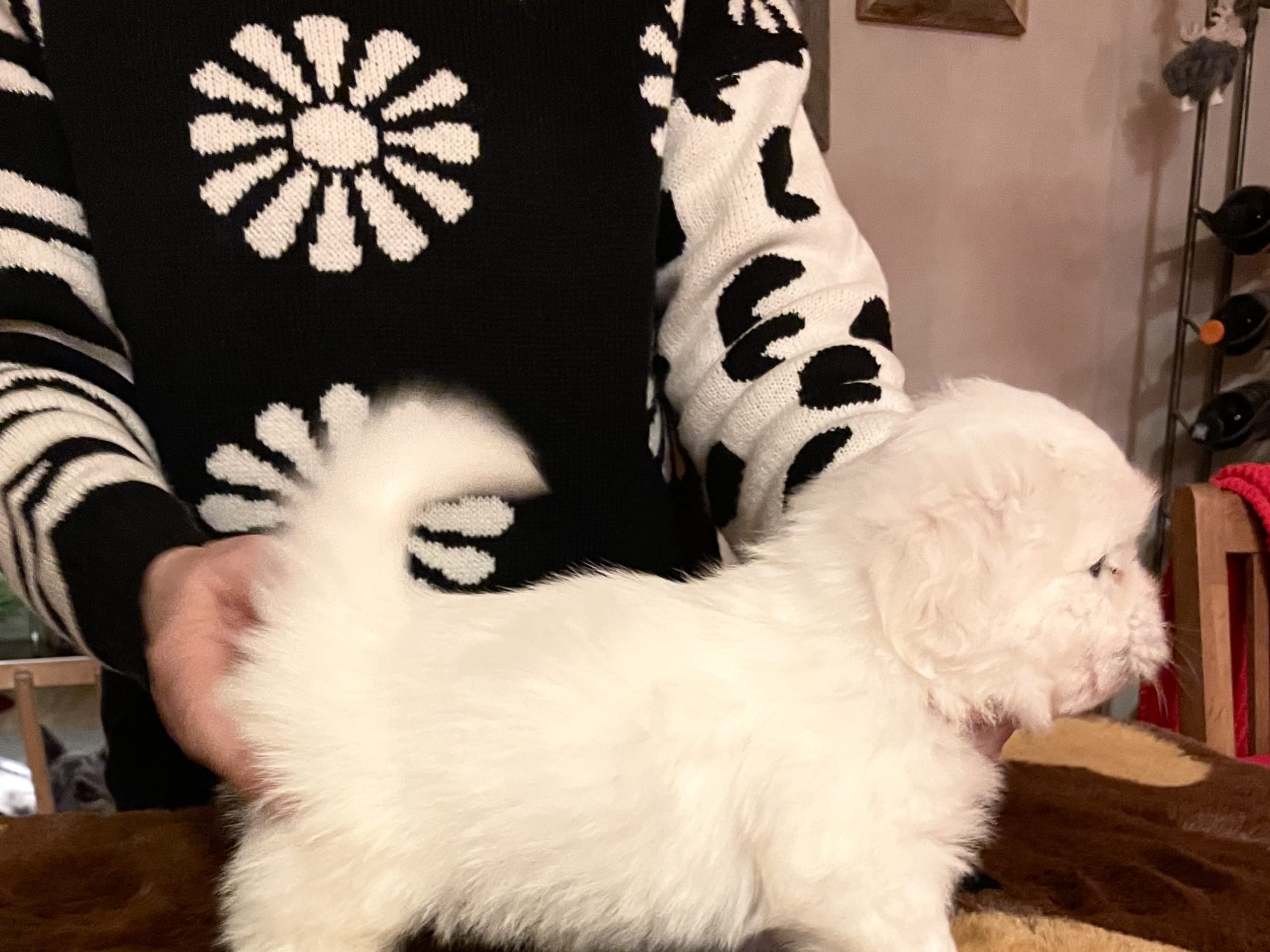 Coton de tuléar