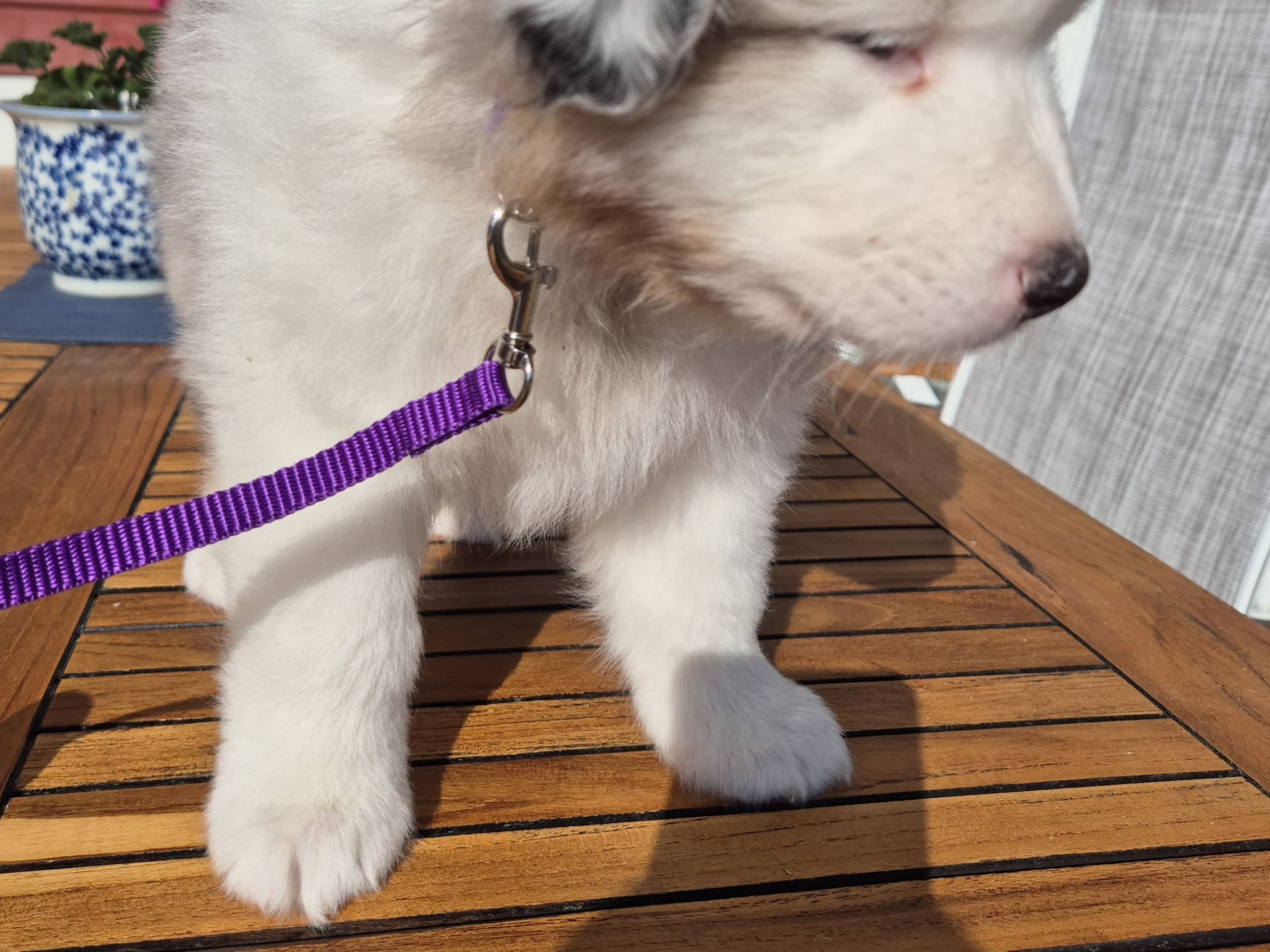 Australian shepherd · Furuvik · Lyckouddens