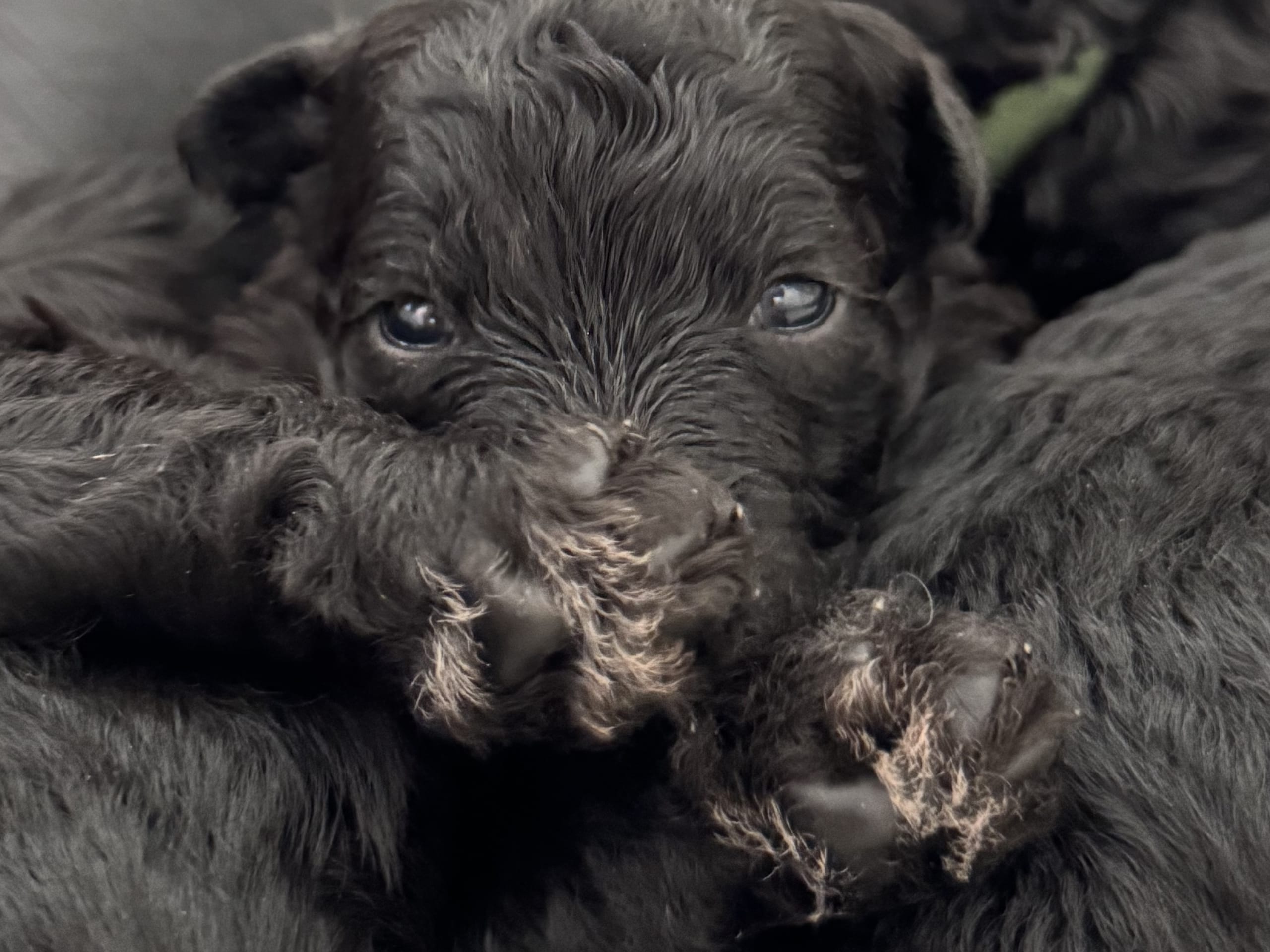 Pumi · Halmstad · Skallabackens kennel