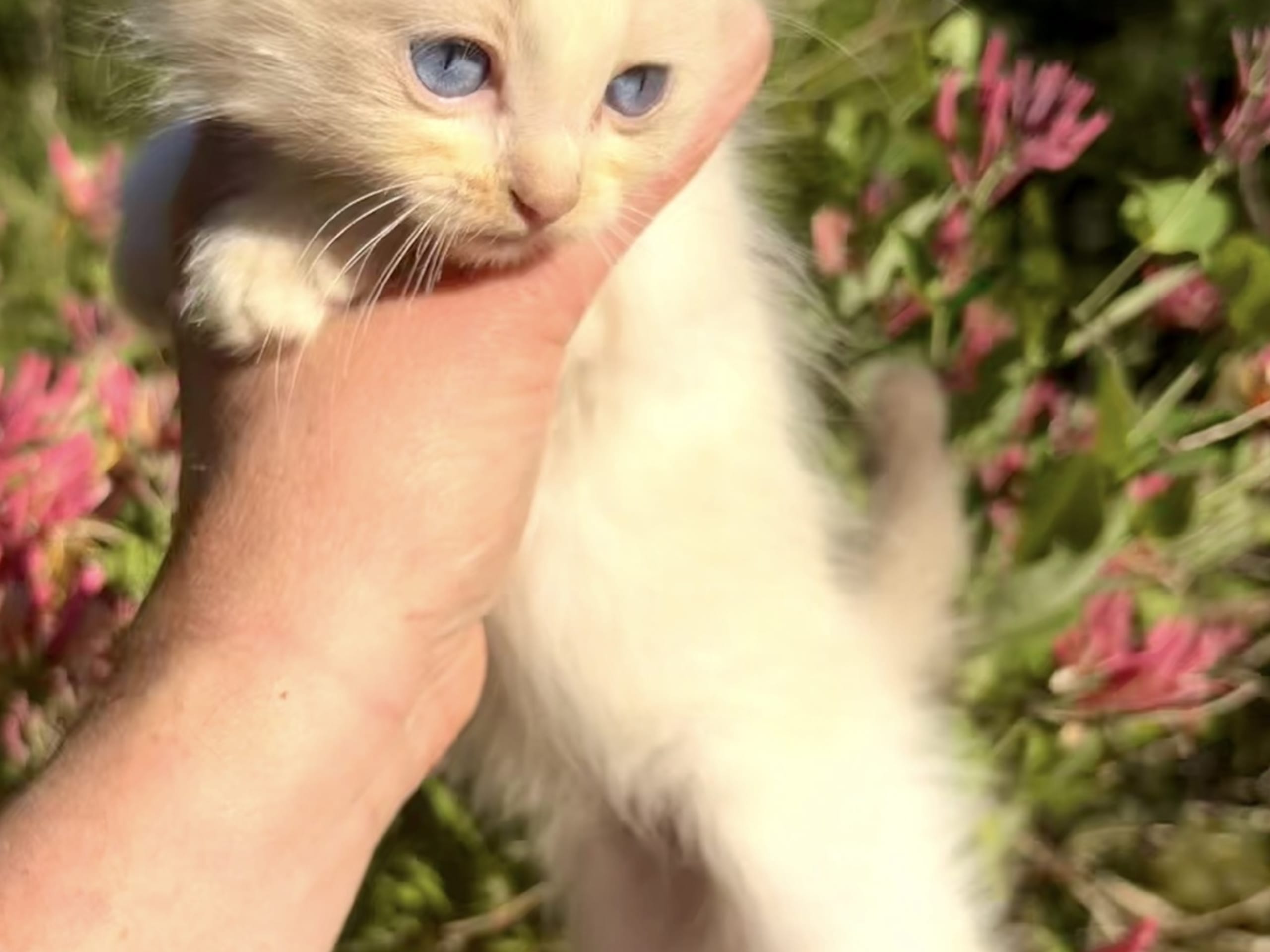Ragdoll · Vittsjö · Fluffssons