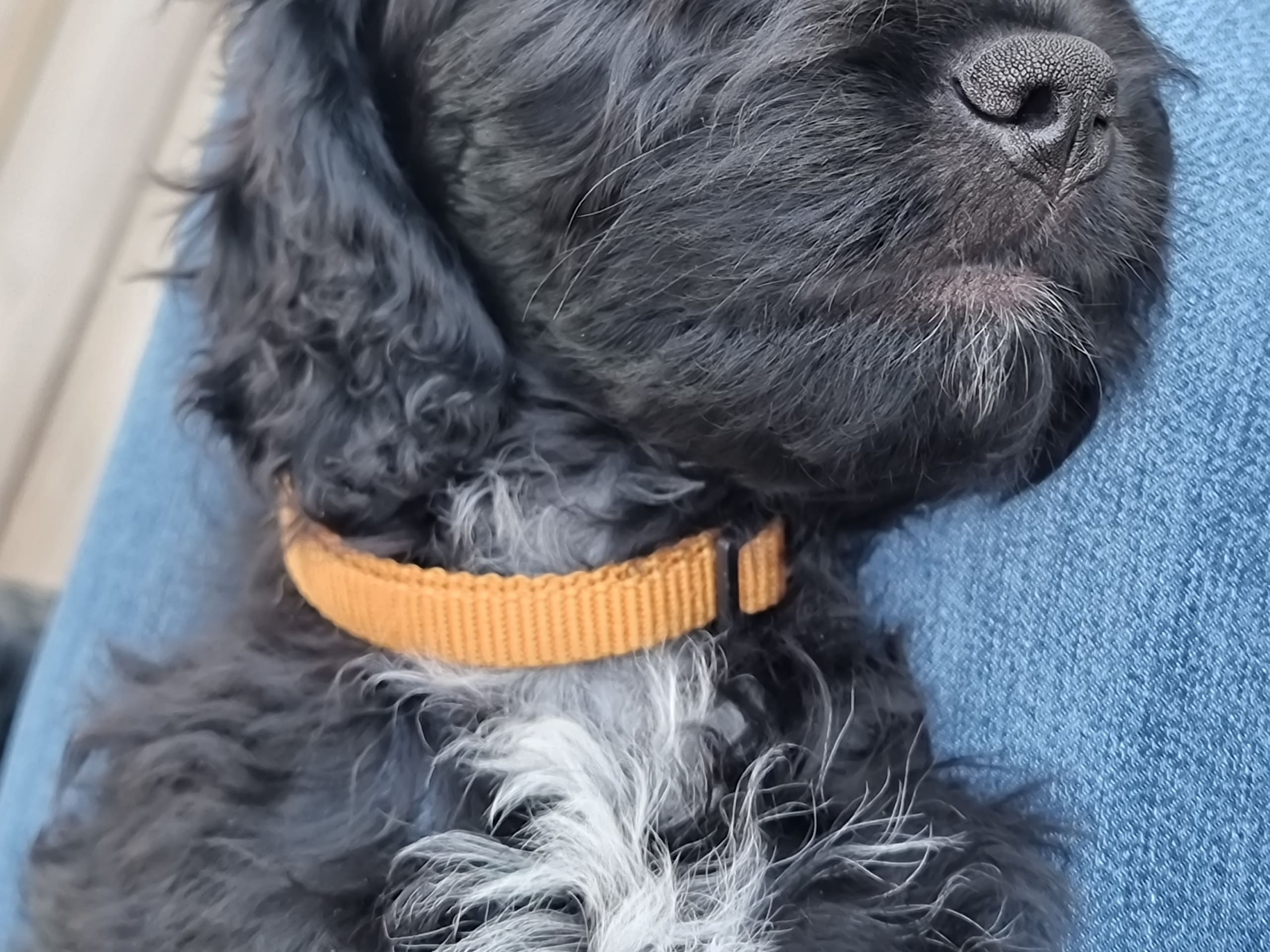 Cockerpoo