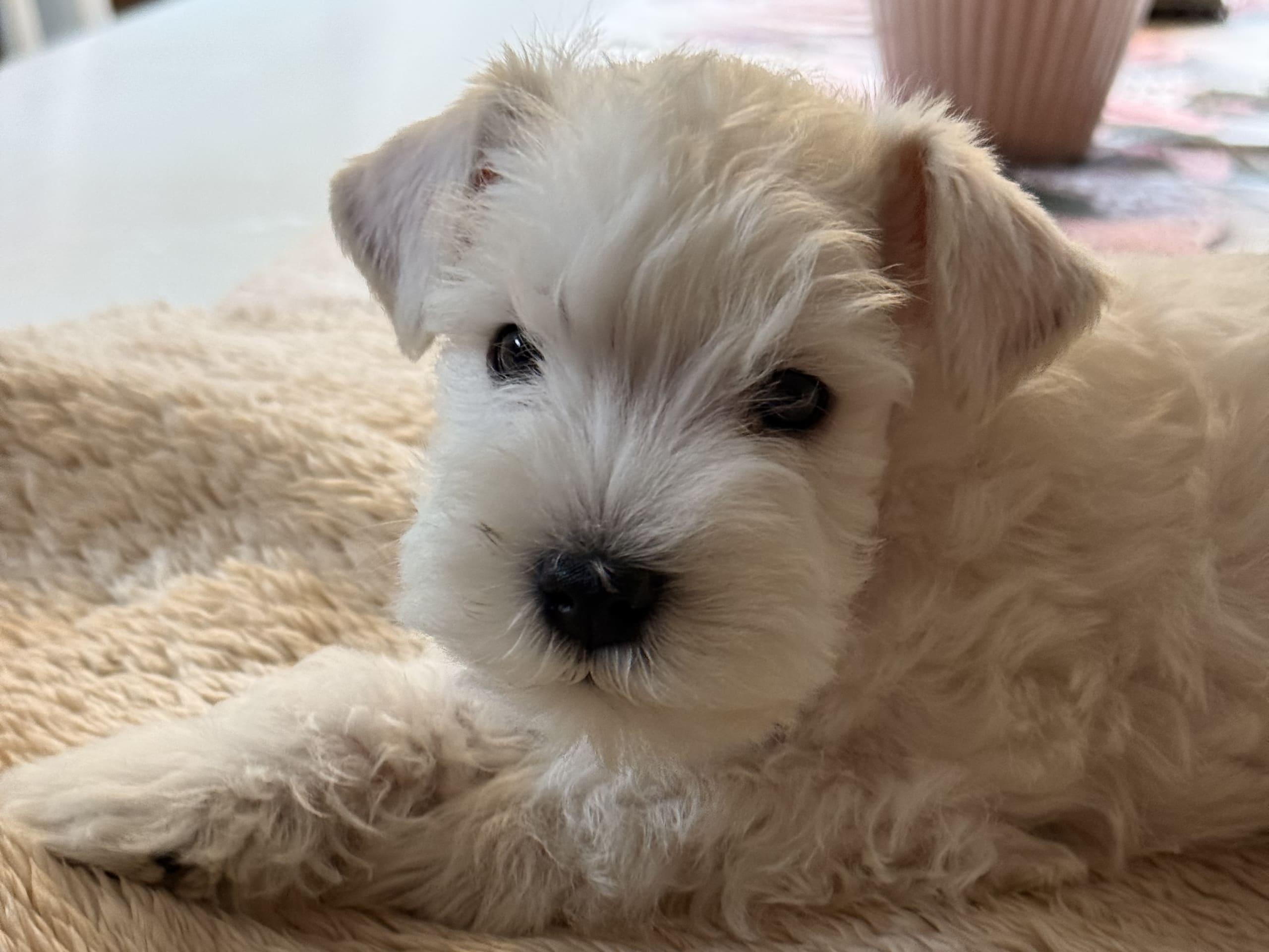 Dvärgschnauzer