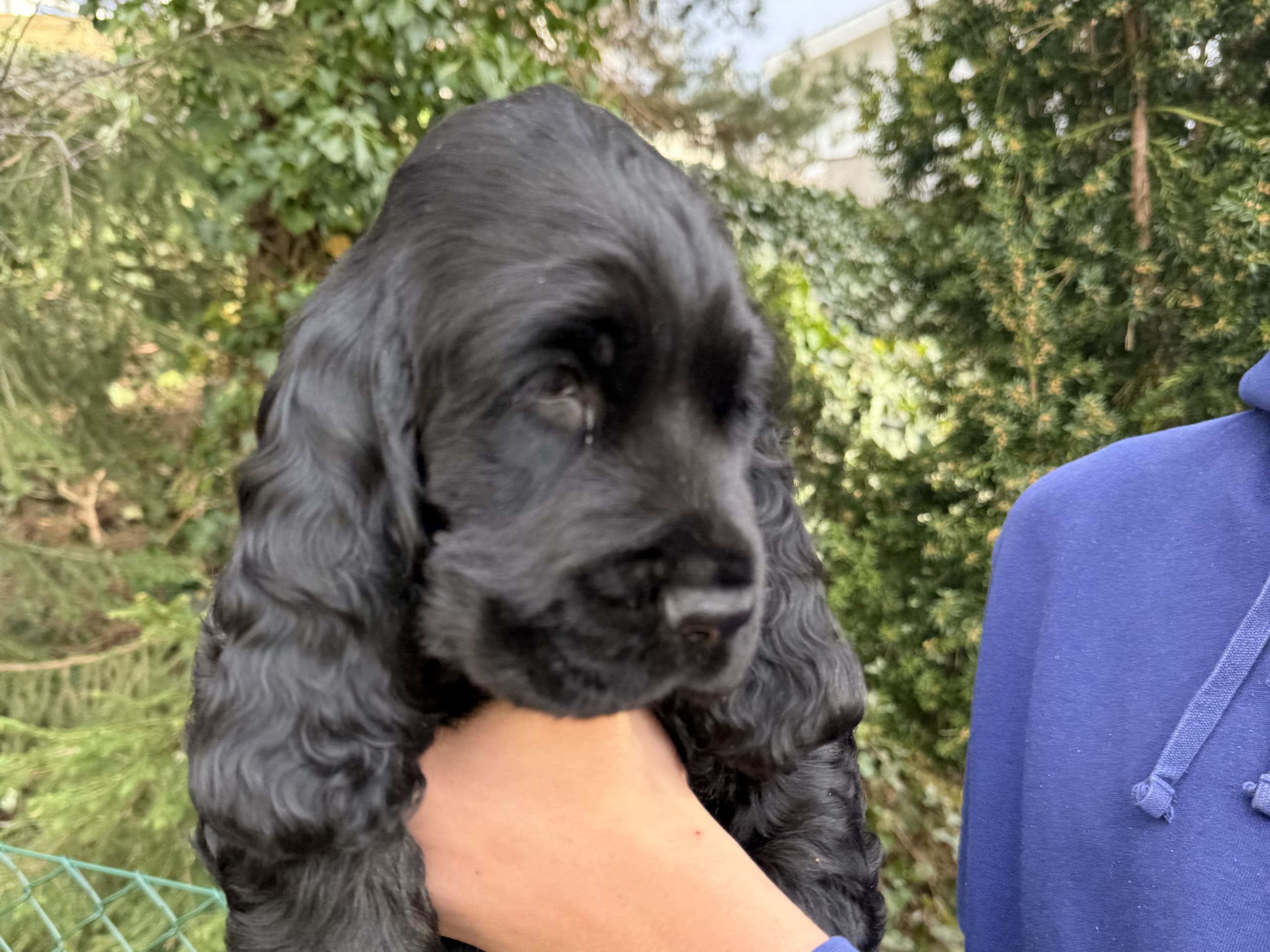 Cocker spaniel · Täby · Giggs