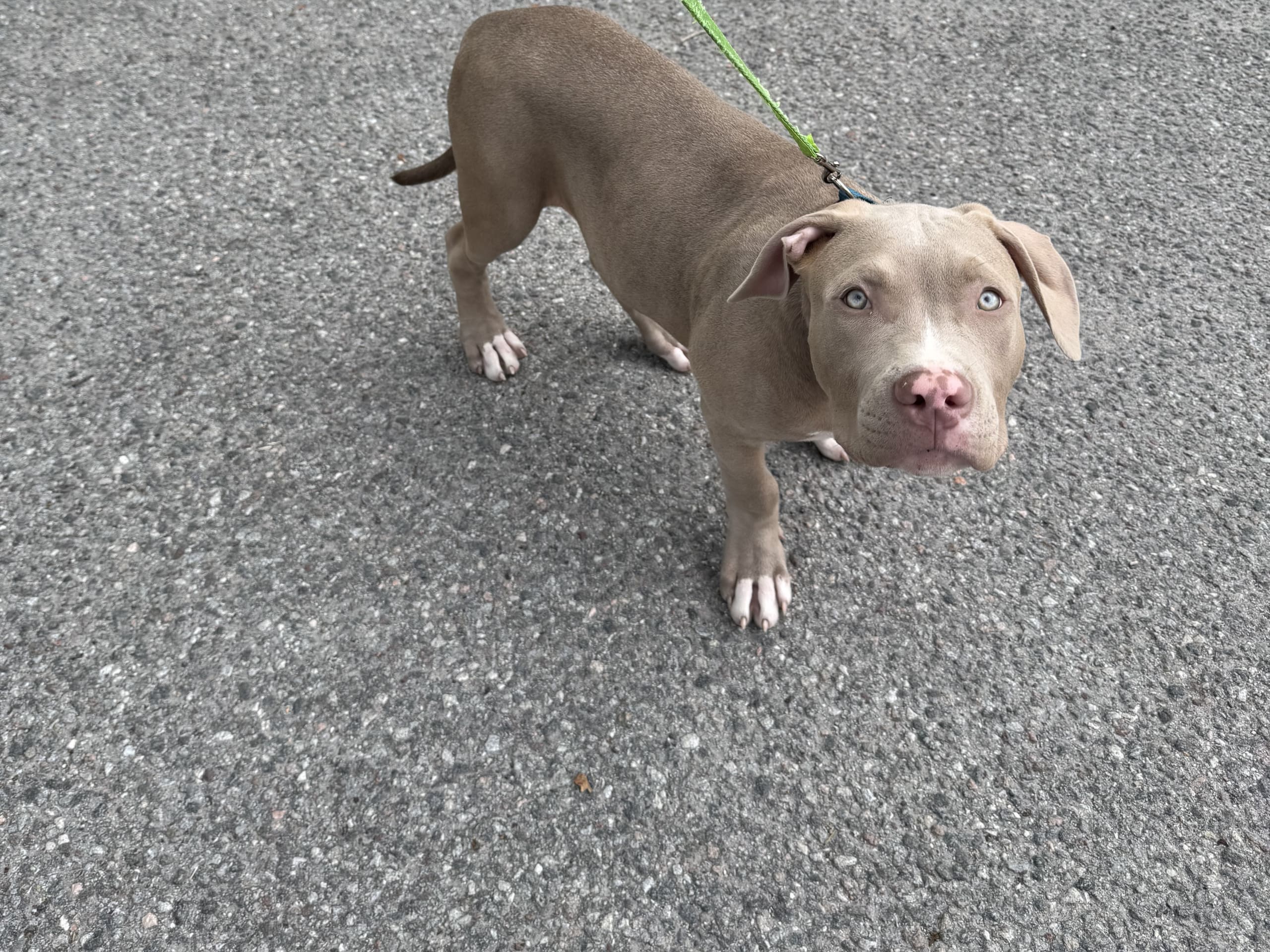 American Bully · Hässelby · Rasan A.