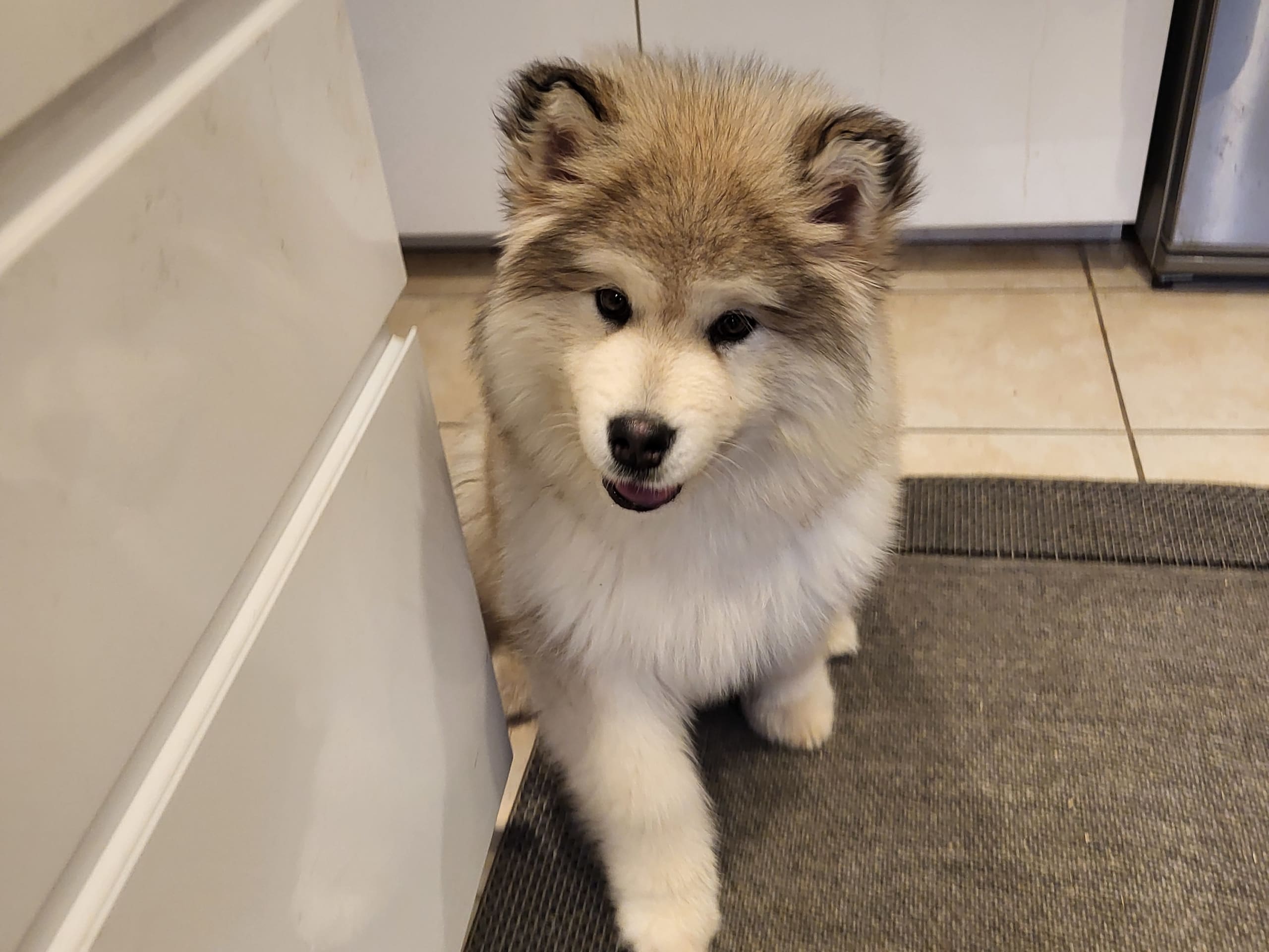 Alaskan malamute