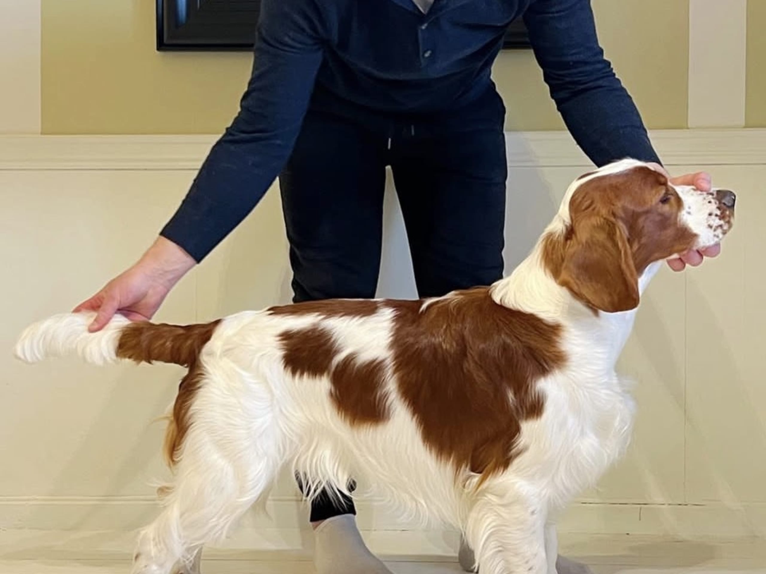 Welsh springer spaniel